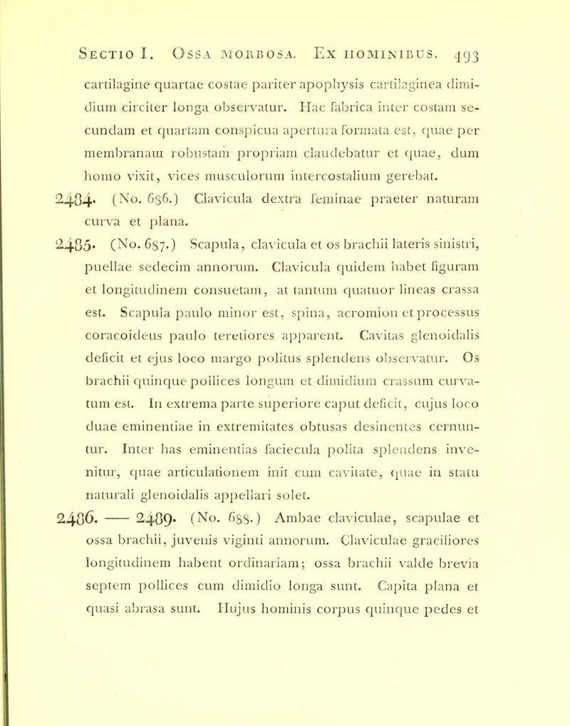 cartilagine quartae costae pariter apophysis cartilaginea dirai- dium circiter longa observatur. Hac fabrica inter costam se- cundam et quartam conspicua apertura forniata est, quae per membranam robiistam propriam daudebatur et quae, dum homo vixit, vices musculorum intercostalium gerebat. 2484* (No. 636.) Clavicula dextra feminae praeter naturam curva et plana. 2485' (No. 687.) Scapula, clavicula et os brachii lateris sinistri, puellae seclecim annorum. Clavicula quidem habet figuram et longitudinem consuetam, at tantum c[uatuor lineas crassa est. Scapula paulo minor est, spina, acromion et processus coracoideus paulo teretiores apparent. Cavitas glenoidalis deficit et ejus loco margo politus splendens observatur. Os brachii cjuinque pollices longum et dimidium crassum curva- tum est. In extrema parte superiore caput deficit, cujus loco duae eminentiae in extremitates obtusas desinentes cernun- tur. Inter has eminentias faciecula polita splendens inve- nitur, cjuae articulationem init cum cavitate, quae in statu naturali glenoidalis appellari solet. 2486. 2489* (No. 688-) Ambae claviculae, scapulae et ossa brachii, juvenis viginti annorum. Claviculae graciliores longitudinem habent ordinariam; ossa brachii valde brevia septem pollices cum dimidio longa sunt. Capita plana et quasi abrasa sunt. Hujus hominis corpus quinc|ue pedes et