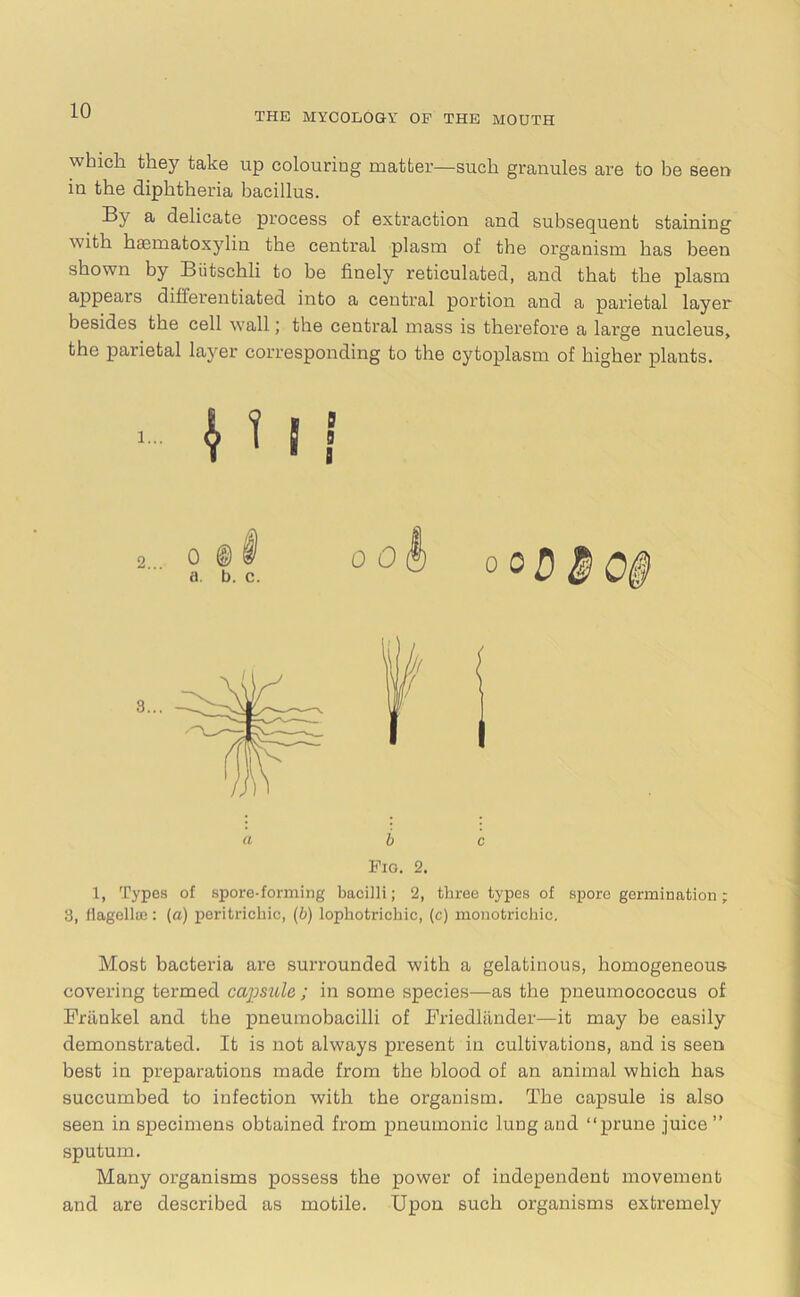 THE MYCOLOGY OF THE MOUTH which they take up colouring matter—such granules are to be seen in the diphtheria bacillus. By a delicate process of extraction and subsequent staining with hcematoxylin the central plasm of the organism has been shown by Biitschli to be finely reticulated, and that the plasm appears differentiated into a central portion and a parietal layer besides the cell wall; the central mass is therefore a large nucleus, the parietal layer corresponding to the cytoplasm of higher plants. ood oo5 | of f b c Pig. 2. 1, Types of spore-forming bacilli; 2, three types of spore germination ; 3, Hagellse: (a) peritrickic, (6) lophotrichic, (c) monotrichic. Most bacteria are surrounded with a gelatinous, homogeneous covering termed capsule,; in some species—as the pneumococcus of Frilnkel and the pneumobacilli of Friedlander—it may be easily demonstrated. It is not always present in cultivations, and is seen best in preparations made from the blood of an animal which has succumbed to infection with the organism. The capsule is also seen in specimens obtained from pneumonic lung and “prune juice ” sputum. Many organisms possess the power of independent movement and are described as motile. Upon such organisms extremely