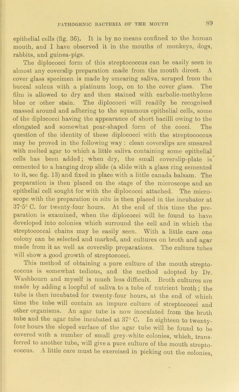 epithelial cells (fig. 36). It is by no means confined to the human mouth, and I have observed it in the mouths of monkeys, dogs, rabbits, and guinea-pigs. The diplococci form of this streptococcus can be easily seen in almost any coverslip preparation made from the mouth direct. A cover glass specimen is made by smearing saliva, scraped from the buccal sulcus with a platinum loop, on to the cover glass. The film is allowed to dry and then stained with carbolic-methylene blue or other stain. The diplococci will readily be recognised massed around and adhering to the squamous epithelial cells, some of the diplococci having the appearance of short bacilli owing to the elongated and somewhat pear-shaped form of the cocci. The question of the identity of these diplococci with the streptococcus may be proved in the following way : clean coverslips are smeared with melted agar to which a little saliva containing some epithelial cells has been added; when dry, the small coverslip-plate is* cemented to a hanging drop slide (a slide with a glass ring cemented to it, see fig. 13) and fixed in place with a little Canada balsam. The preparation is then placed on the stage of the microscope and an epithelial cell sought for with the diplococci attached. The micro- scope with the preparation in situ is then placed in the incubator at 37-5° C. for twenty-four hours. At the end of this time the pre- paration is examined, when the diplococci will be found to have developed into colonies which surround the cell and in which the streptococcal chains may be easily seen. With a little care one colony can be selected and marked, and cultures on broth and agar made from it as well as coverslip preparations. The culture tubes will show a good growth of streptococci. This method of obtaining a pure culture of the mouth strepto- coccus is somewhat tedious, and the method adopted by Dr. Washbourn and myself is much less difficult. Broth cultures are made by adding a loopful of saliva to a tube of nutrient broth; the tube is then incubated for twenty-four hours, at the end of which time the tube will contain an impure culture of streptococci and other organisms. An agar tube is now inoculated from the broth tube and the agar tube incubated at 37° C. In eighteen to twenty- four hours the sloped surface of the agar tube will be found to be covered with a number of small grey-white colonies, which, trans- ferred to another tube, will give a pure culture of the mouth strepto- coccus. A little care must be exercised in picking out the colonies,
