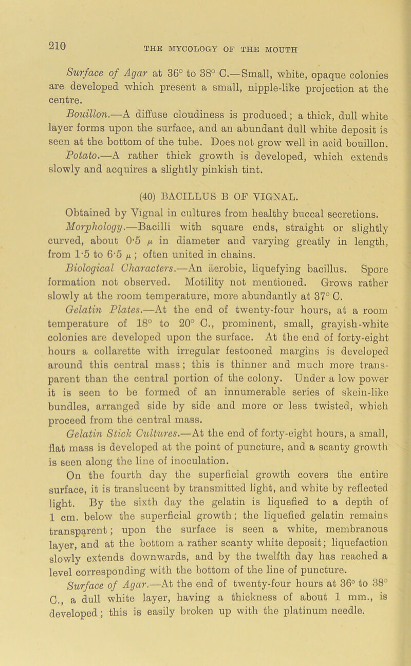 Surface of Agar at 36° to 38° C.—Small, white, opaque colonies are developed which present a small, nipple-like projection at the centre. Boiiillon.—A diffuse cloudiness is produced; a thick, dull white layer forms upon the surface, and an abundant dull white deposit is seen at the bottom of the tube. Does not grow well in acid bouillon. Potato.—A rather thick growth is developed, which extends slowly and acquires a slightly pinkish tint. (40) BACILLUS B OF VIGNAL. Obtained by Vignal in cultures from healthy buccal secretions. Morphology.—Bacilli with square ends, straight or slightly curved, about 0-5 /x in diameter and varying greatly in length, from L5 to 6'5 n ; often united in chains. Biological Characters.—An aerobic, liquefying bacillus. Spore formation not observed. Motility not mentioned. Grows rather slowly at the room temperature, more abundantly at 37° C. Gelatin Plates.—At the end of twenty-four hours, at a room temperature of 18° to 20° C., prominent, small, grayish-white colonies are developed upon the surface. At the end of forty-eight hours a collarette with irregular festooned margins is developed around this central mass; this is thinner and much more trans- parent than the central portion of the colony. Under a low power it is seen to be formed of an innumerable series of skein-like bundles, arranged side by side and more or less twisted, which proceed from the central mass. Gelatin Stick Ctcltures.—At the end of forty-eight hours, a small, Hat mass is developed at the point of puncture, and a scanty growth is seen along the line of inoculation. On the fourth day the superficial growth covers the entire surface, it is translucent by transmitted light, and white by reflected light. By the sixth day the gelatin is liquefied to a depth of 1 cm. below the superficial growth; the liquefied gelatin remains transparent; upon the surface is seen a white, membranous layer, and at the bottom a rather scanty white deposit; liquefaction slowly extends downwards, and by the twelfth day has reached a level corresponding with the bottom of the line of puncture. Surface of Agar.—At the end of twenty-four hours at 36° to 38° C., a dull white layer, having a thickness of about 1 mm., is developed; this is easily broken up with the platinum needle.