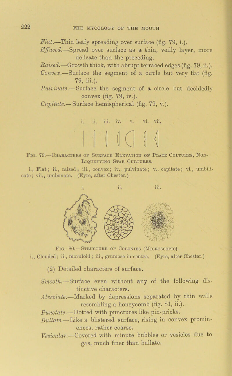 Flat.—Thin leafy spreading over surface (fig. 79, i.). Effused.—Spread over surface as a thin, veilly layer, more delicate than the preceding. Raised.—Growth thick, with abrupt terraced edges (fig. 79, ii.). Convex.—Surface the segment of a circle but very flat (fig. 79, iii.). Pulvinate.—Surface the segment of a circle but decidedly convex (fig. 79, iv.). Capitate — Surface hemispherical (fig. 79, v.). i. ii. iii. iv. v. vi. vii. Fig. 79.—Characters of Surface Elevation of Plate Cultures, Non- Liquefying Stab Cultures. i., Flat; ii., raised; iii., convex; iv., pulvinate; v., capitate; vi., umbili- catc; vii., umbonate. (Eyre, after Chester.) i. ii. iii. Fig. 80.—Structure of Colonies (Microscopic). i., Clouded; ii., moruloid ; iii., grumose in centre. (Eyre, after Chester.) (2) Detailed characters of surface. Smooth.—Surface even without any of the following dis- tinctive characters. Alveolate.—Marked by depressions separated by thin walls resembling a honeycomb (fig. 81, ii.). Punctate.—Dotted with punctures like pin-pricks. Bullate.—Like a blistered surface, rising in convex promin- ences, rather coarse. Vesicular.—Covered with minute bubbles or vesicles due to gas, much finer than bullate.