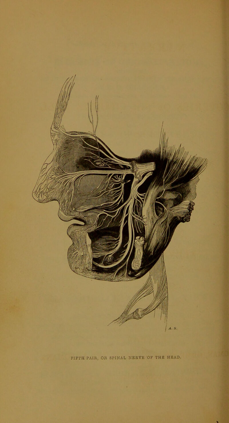 FIFTH PAIR, OR SPINAL NERVE OF THE HEAD.