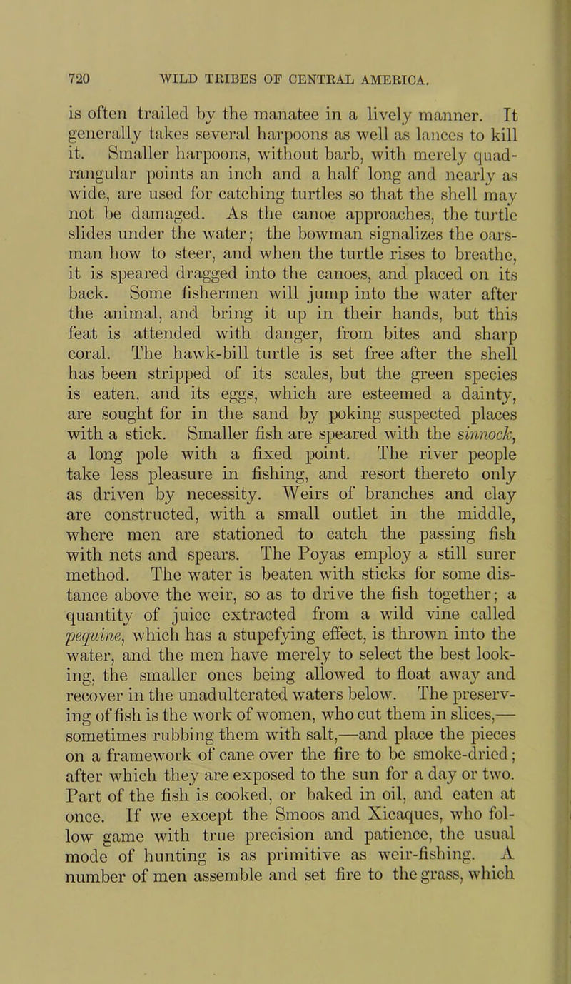 is often trailed by the manatee in a lively manner. It generally takes several harpoons as well as lances to kill it. Smaller harpoons, without barb, with merely quad- rangular points an inch and a half long and nearly as wide, are used for catching turtles so that the shell may not be damaged. As the canoe approaches, the turtle slides under the water; the bowman signalizes the oars- man how to steer, and when the turtle rises to breathe, it is speared dragged into the canoes, and placed on its back. Some fishermen will jump into the water after the animal, and bring it up in their hands, but this feat is attended with danger, from bites and sharp coral. The hawk-bill turtle is set free after the shell has been stripped of its scales, but the green species is eaten, and its eggs, which are esteemed a dainty, are sought for in the sand by poking suspected places with a stick. Smaller fish are speared with the sinnock, a long pole with a fixed point. The river people take less pleasure in fishing, and resort thereto only as driven by necessity. Weirs of branches and clay are constructed, with a small outlet in the middle, where men are stationed to catch the passing fish with nets and spears. The Poyas employ a still surer method. The water is beaten with sticks for some dis- tance above the weir, so as to drive the fish together; a quantity of juice extracted from a wild vine called pequine, which has a stupefying effect, is thrown into the water, and the men have merely to select the best look- ing, the smaller ones being allowed to float away and recover in the unadulterated waters below. The preserv- ing of fish is the work of women, who cut them in slices,— sometimes rubbing them with salt,—and place the pieces on a framework of cane over the fire to be smoke-dried; after which they are exposed to the sun for a day or two. Part of the fish is cooked, or baked in oil, and eaten at once. If we except the Smoos and Xicaques, who fol- low game with true precision and patience, the usual mode of hunting is as primitive as weir-fishing. A number of men assemble and set fire to the grass, which