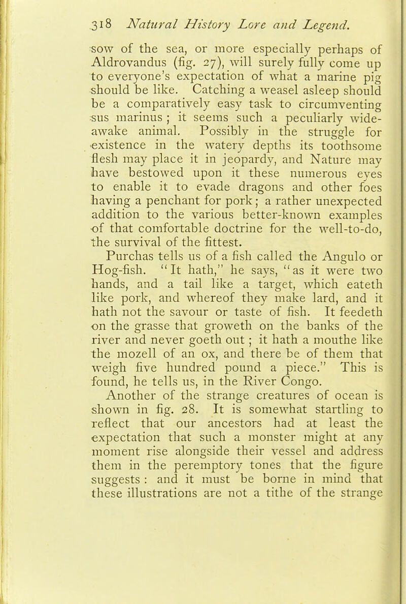 :sow of the sea, or more especially perhaps of Aldrovandus (fig. 27), will surely fully come up to everyone's expectation of what a marine pig should be like. Catching a weasel asleep should be a comparatively easy task to circumventing ;sus marinus ; it seems such a peculiarly wide- awake animal. Possibly in the struggle for •existence in the watery depths its toothsome flesh may place it in jeopardy, and Nature may have bestowed upon it these numerous eyes to enable it to evade dragons and other foes having a penchant for pork; a rather unexpected addition to the various better-known examples •of that comfortable doctrine for the well-to-do, the survival of the fittest. Purchas tells us of a fish called the Angulo or Hog-fish. It hath, he says, as it were two hands, and a tail like a target, which eateth like pork, and whereof they make lard, and it hath not the savour or taste of fish. It feedeth on the grasse that groweth on the banks of the river and never goeth out; it hath a mouthe like the mozell of an ox, and there be of them that weigh five hundred pound a piece. This is found, he tells us, in the River Congo. Another of the strange creatures of ocean is shown in fig. 28. It is somewhat startling to reflect that our ancestors had at least the expectation that such a monster might at any moment rise alongside their vessel and address them in the peremptory tones that the figure suggests : and it must be borne in mind that these illustrations are not a tithe of the strange