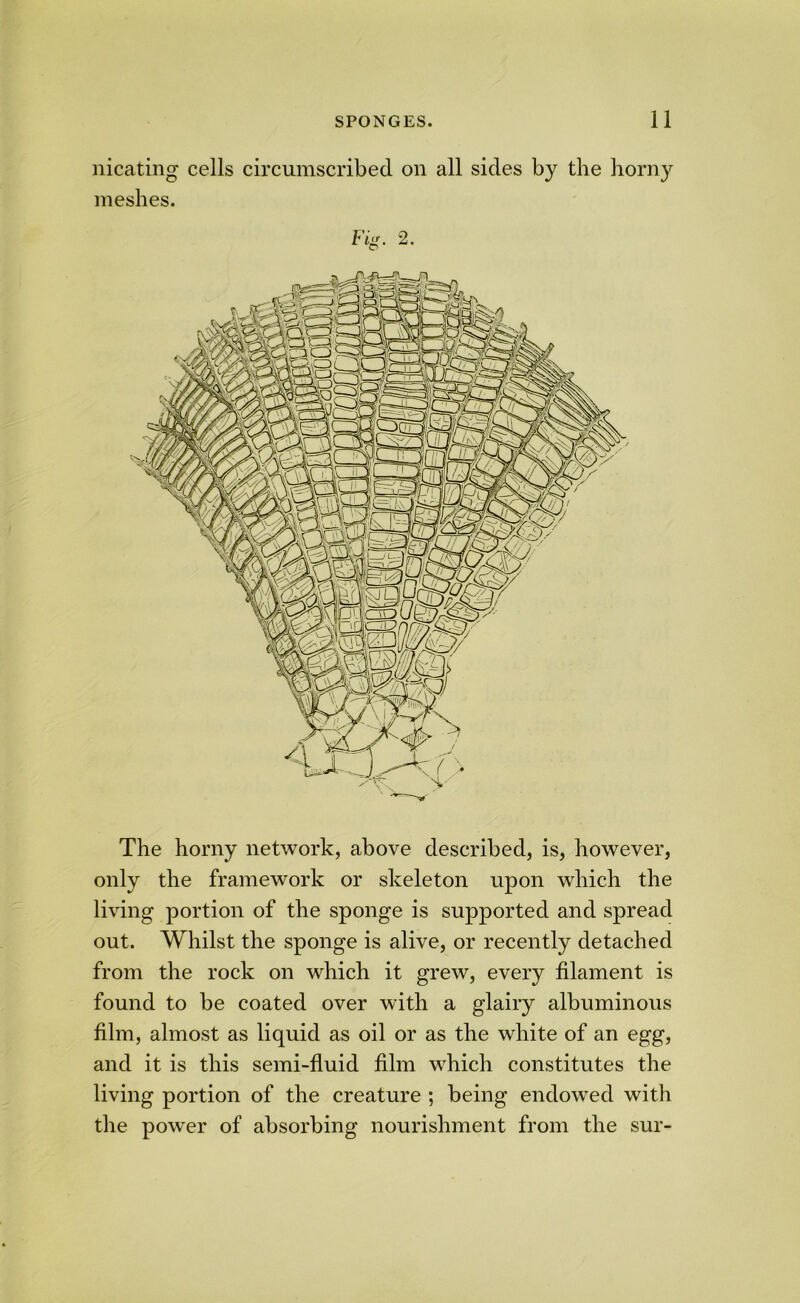 nicating cells circumscribed on all sides by the horny meshes. Fig. 2. The horny network, above described, is, however, only the framework or skeleton upon which the living portion of the sponge is supported and spread out. Whilst the sponge is alive, or recently detached from the rock on which it grew, every filament is found to be coated over with a glairy albuminous film, almost as liquid as oil or as the white of an egg, and it is this semi-fluid film which constitutes the living portion of the creature ; being endowed with the power of absorbing nourishment from the sur-