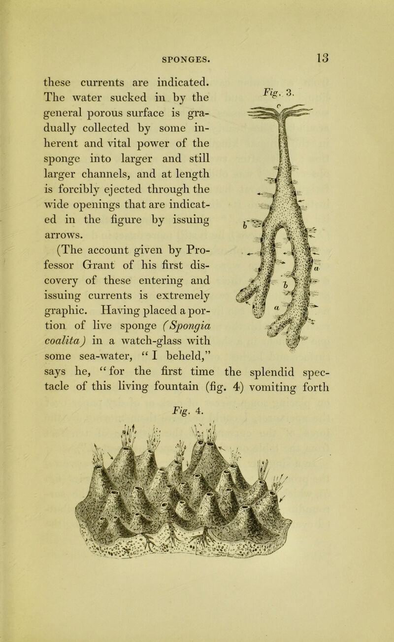 Fig, 3. these currents are indicated. The water sucked in by the general porous surface is gra- dually collected by some in- herent and vital power of the sponge into larger and still larger channels, and at length is forcibly ejected through the wide openings that are indicat- ed in the figure by issuing arrows. (The account given by Pro- fessor Grant of his first dis- covery of these entering and issuing currents is extremely graphic. Having placed a por- tion of live sponge (Spongia coalita) in a watch-glass with some sea-water, “ I beheld,” says he, ‘‘for the first time the splendid spec- tacle of this living fountain (fig. 4) vomiting forth