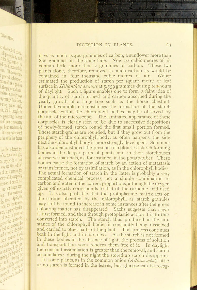 days as much as 400 grammes of carbon, a sunflower more than 800 grammes in the same time. Now 10 cubic metres of air contain little more than 2 grammes of carbon. These two plants alone, therefore, removed as much carbon as would be contained in four thousand cubic metres of air. Weber estimated the production of starch per square metre of leaf surface in Heliafithus annmts at 5.559 grammes during ten hours of daylight. Such a figure enables one to form a faint idea of the quantity of starch formed and carbon absorbed during the yearly growth of a large tree such as the horse chestnut. Under favourable circumstances the formation of the starch corpuscles within the chlorophyll bodies may be observed by the aid of the microscope. The laminated appearance of these corpuscles is clearly seen to be due to successive depositions of newly-formed starch round the first small portion formed. These starch-grains are rounded, but if they grow out from the periphery of the chlorophyll body, as often happens, the side next the chlorophyll body is more strongly developed. Schimper has also demonstrated the presence of colourless starch-forming bodies in the deeper parts of plants and in their storehouses of reserve materials, as, for instance, in the potato-tuber. These bodies cause the formation of starch by an action of metastasis or transference, not by assimilation, as in the chlorophyll bodies. The actual formation of starch in the latter is probably a very complicated chemical process, not a simple combination of carbon and water in the correct proportions, although the oxygen given off exactly corresponds to that of the carbonic acid used up. It is also probable that the protoplasmic matrix acts on the carbon liberated by the chlorophyll, as starch granules may still be found to increase in some instances after the green colouring matter has disappeared. Sachs suggests that sugar is first formed, and then through protoplastic action it is further converted into starch. The starch thus produced in the sub- stance of the chlorophyll bodies is constantly being dissolved and carried to other parts of the plant. This process continues both in the light and in darkness. As the starch is not formed in these bodies in the absence of light, the process of solution and transportation soon renders them free of it. In daylight the constant assimilation is greater than the removal, and starch accumulates; during the night the stored-up starch disappears. In some plants, as in the common onion (^Allium cepa), little or no starch is formed in the leaves, but glucose can be recog-