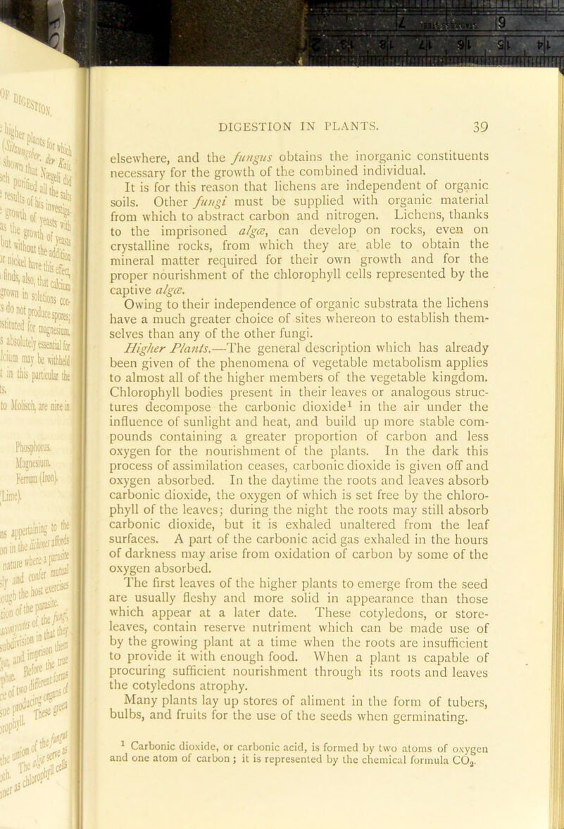 elsewhere, and the /ungus obtains the inorganic constituents necessary for the growth of the combined individual. It is for this reason that lichens are independent of organic soils. Other fungi must be supplied with organic material from which to abstract carbon and nitrogen. Lichens, thanks to the imprisoned uigce, can develop on rocks, even on crystalline rocks, from which they are able to obtain the mineral matter required for their own growth and for the proper nourishment of the chlorophyll cells represented by the captive algce. Owing to their independence of organic substrata the lichens have a much greater choice of sites whereon to establish them- selves than any of the other fungi. Higher F/a?iis.—-The general description which has already been given of the phenomena of vegetable metabolism applies to almost all of the higher members of the vegetable kingdom. Chlorophyll bodies present in their leaves or analogous struc- tures decompose the carbonic dioxide^ in the air under the influence of sunlight and heat, and build up more stable com- pounds containing a greater proportion of carbon and less oxygen for the nourishment of the plants. In the dark this process of assimilation ceases, carbonic dioxide is given off and oxygen absorbed. In the daytime the roots and leaves absorb carbonic dioxide, the oxygen of which is set free by the chloro- phyll of the leaves; during the night the roots may still absorb carbonic dioxide, but it is exhaled unaltered from the leaf surfaces. A part of the carbonic acid gas exhaled in the hours of darkness may arise from oxidation of carbon by some of the oxygen absorbed. The first leaves of the higher plants to emerge from the seed are usually fleshy and more solid in appearance than those which appear at a later date. These cotyledons, or store- leaves, contain reserve nutriment which can be made use of by the growing plant at a time when the roots are insufificient to provide it with enough food. When a plant is capable of procuring sufficient nourishment through its roots and leaves the cotyledons atrophy. Many plants lay up stores of aliment in the form of tubers, bulbs, and fruits for the use of the seeds when germinating. ^ Carbonic dioxide, or carbonic acid, is formed by two atoms of oxygen and one atom of carbon ; it is represented by the chemical formula COj.