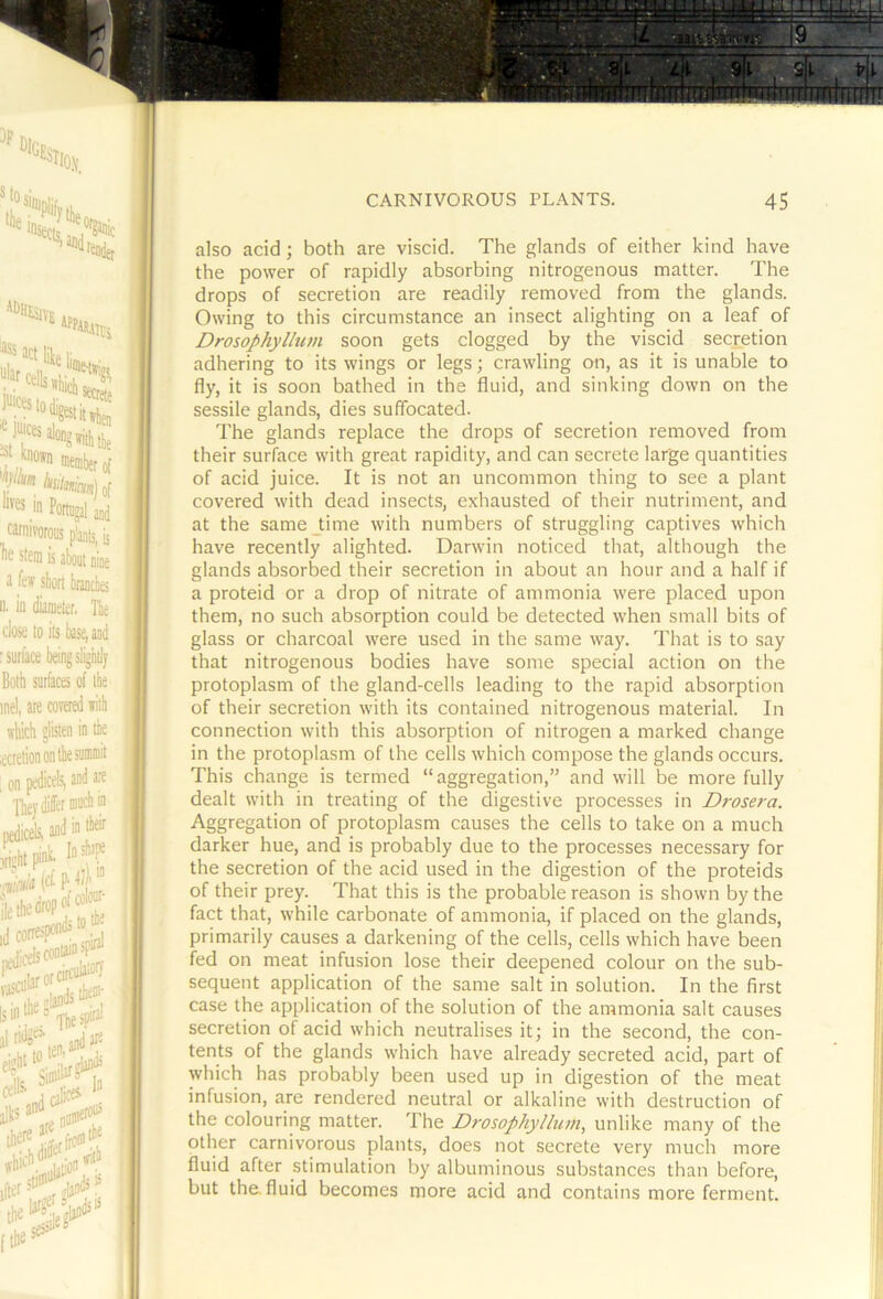 also acid; both are viscid. The glands of either kind have the power of rapidly absorbing nitrogenous matter. The drops of secretion are readily removed from the glands. Owing to this circumstance an insect alighting on a leaf of Drosophyllum soon gets clogged by the viscid secretion adhering to its wings or legs; crawling on, as it is unable to fly, it is soon bathed in the fluid, and sinking down on the sessile glands, dies suffocated. The glands replace the drops of secretion removed from their surface with great rapidity, and can secrete large quantities of acid juice. It is not an uncommon thing to see a plant covered with dead insects, exhausted of their nutriment, and at the same time with numbers of struggling captives which have recently alighted. Darwin noticed that, although the glands absorbed their secretion in about an hour and a half if a proteid or a drop of nitrate of ammonia were placed upon them, no such absorption could be detected when small bits of glass or charcoal were used in the same way. That is to say that nitrogenous bodies have some special action on the protoplasm of the gland-cells leading to the rapid absorption of their secretion with its contained nitrogenous material. In connection with this absorption of nitrogen a marked change in the protoplasm of the cells which compose the glands occurs. This change is termed “aggregation,” and will be more fully dealt with in treating of the digestive processes in Di-osera. Aggregation of protoplasm causes the cells to take on a much darker hue, and is probably due to the processes necessary for the secretion of the acid used in the digestion of the proteids of their prey. That this is the probable reason is shown by the fact that, while carbonate of ammonia, if placed on the glands, primarily causes a darkening of the cells, cells which have been fed on meat infusion lose their deepened colour on the sub- sequent application of the same salt in solution. In the first case the application of the solution of the ammonia salt causes secretion of acid which neutralises it; in the second, the con- tents of the glands which have already secreted acid, part of which has probably been used up in digestion of the meat infusion, are rendered neutral or alkaline with destruction of the colouring matter. The Drosophyllum, unlike many of the other carnivorous plants, does not secrete very much more fluid after stimulation by albuminous substances than before, but the. fluid becomes more acid and contains more ferment.
