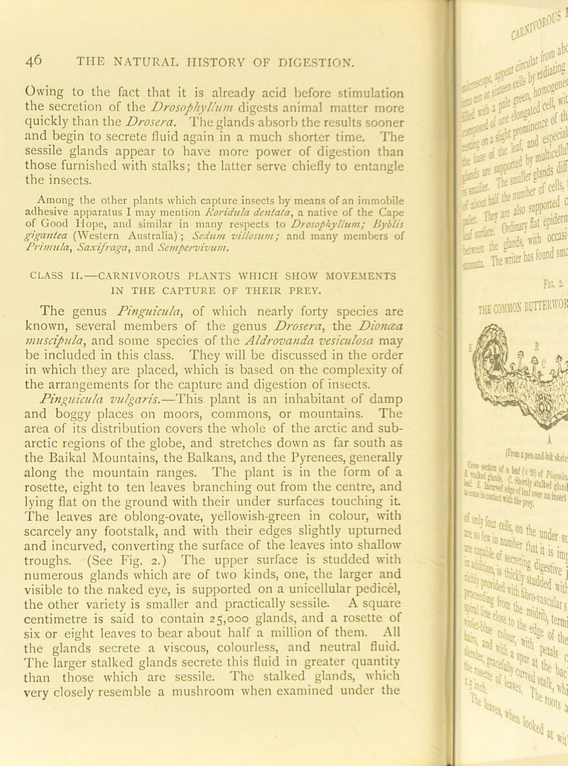 Owing to the fact that it is already acid before stimulation the secretion of the Drosophylium digests animal matter more quickly than the Drosera. The glands absorb the results sooner and begin to secrete fluid again in a much shorter time. The sessile glands appear to have more power of digestion than those furnished with stalks; the latter serve chiefly to entangle the insects. Among the other plants which capture insects by means of an immobile adhesive apparatus I may mention Roridtila dentata, a native of the Cape of Good Hope, and similar in many respects to Drosophylium; Byblis gigautea (Western Australia); Sedum villosurn; and many members of Primula, Saxifraga, and Sempervivum. CLASS II.—CARNIVOROUS PLANTS WHICH SHOW MOVEMENTS IN THE CAPTURE OF THEIR PREY. The genus Phiguicula, of which nearly forty species are known, several members of the genus Prosera, the Dioncea muscipula, and some species of the Aldi-ovanda vesiculosa may be included in this class. They will be discussed in the order in which they are placed, which is based on the complexity of the arrangements for the capture and digestion of insects. Pinguicula vulgaris.—This plant is an inhabitant of damp and boggy places on moors, commons, or mountains. The area of its distribution covers the whole of the arctic and sub- arctic regions of the globe, and stretches down as far south as the Baikal Mountains, the Balkans, and the Pyrenees, generally along the mountain ranges. The plant is in the form of a rosette, eight to ten leaves branching out from the centre, and lying flat on the ground with their under surfaces touching it The leaves are oblong-ovate, yellowish-green in colour, with scarcely any footstalk, and with their edges slightly upturned and incurved, converting the surface of the leaves into shallow troughs. (See Fig. 2.) The upper surface is studded with numerous glands which are of two kinds, one, the larger and visible to the naked eye, is supported on a unicellular pedicel, the other variety is smaller and practically sessile. A square centimetre is said to contain 25,000 glands, and a rosette of six or eight leaves to bear about half a million of them. All the glands secrete a viscous, colourless, and neutral fluid. The larger stalked glands secrete this fluid in greater quantity than those which are sessile. The stalked glands, which very closely resemble a mushroom when examined under the ^ '.fflbeiofcellSi 2 nieUbastadsra* ^'Uhictly III rici'i live i ivitl »fro;;“>lars T'alliiiefL. ^ Diidrih, J Ws lac % Th, «root. Sa