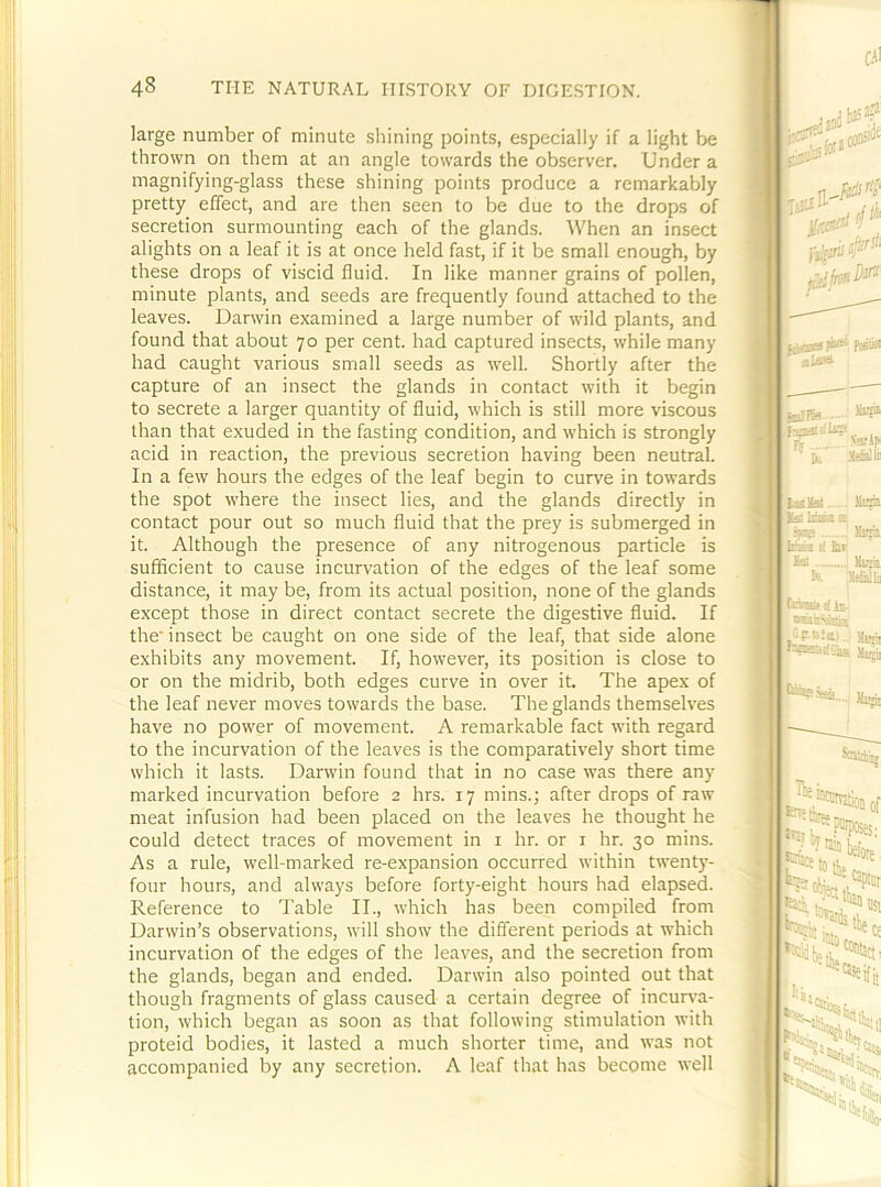 large number of minute shining points, especially if a light be thrown on them at an angle towards the observer. Under a magnifying-glass these shining points produce a remarkably pretty effect, and are then seen to be due to the drops of secretion surmounting each of the glands. When an insect alights on a leaf it is at once held fast, if it be small enough, by these drops of viscid fluid. In like manner grains of pollen, minute plants, and seeds are frequently found attached to the leaves. Darwin examined a large number of wild plants, and found that about 70 per cent, had captured insects, while many had caught various small seeds as w'ell. Shortly after the capture of an insect the glands in contact with it begin to secrete a larger quantity of fluid, which is still more viscous than that exuded in the fasting condition, and which is strongly acid in reaction, the previous secretion having been neutral. In a few hours the edges of the leaf begin to curve in towards the spot where the insect lies, and the glands directly in contact pour out so much fluid that the prey is submerged in it. Although the presence of any nitrogenous particle is sufficient to cause incurvation of the edges of the leaf some distance, it may be, from its actual position, none of the glands except those in direct contact secrete the digestive fluid. If the* insect be caught on one side of the leaf, that side alone exhibits any movement. If, however, its position is close to or on the midrib, both edges curve in over it. The apex of the leaf never moves towards the base. The glands themselves have no power of movement. A remarkable fact with regard to the incurvation of the leaves is the comparatively short time which it lasts. Darwin found that in no case was there any marked incurvation before 2 hrs. 17 mins.; after drops of raw meat infusion had been placed on the leaves he thought he could detect traces of movement in i hr. or i hr. 30 mins. As a rule, well-marked re-expansion occurred within twenty- four hours, and always before forty-eight hours had elapsed. Reference to Table II., which has been compiled from Darwin’s observations, will show the different periods at which incurvation of the edges of the leaves, and the secretion from the glands, began and ended. Darwin also pointed out that though fragments of glass caused a certain degree of incuiA’a- tion, which began as soon as that following stimulation with proteid bodies, it lasted a much shorter time, and was not accompanied by any secretion. A leaf that has become well