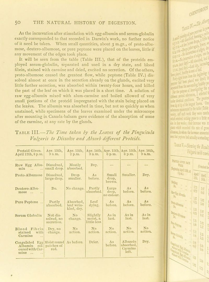As the incurvation after stimulation with egg-albumin and serum-glolrulin exactly corresponded to that recorded in Darwin’s work, no further notice of it need be taken. When small quantities, about 3 m.gr., of proto-allju- mose, deutero-albumose, or pure peptone were placed on the leaves, little if any movement of the edges took place. It will be seen from the table (Table III.), that of the proteids em- ployed serum-globulin, separated and used in a dry state, and blood fibrin, stained with carmine and dried, excited no secretion. Of the others, proto-albumose c.aused the greatest flow, while peptone (Table IV.) dis^ solved almost at once in the secretion already on the glands, excited very little further secretion, was absorbed within twenty-four hours, and killed the part of the leaf on which it was placed in a short time. A solutioa of raw egpalbumin mixed with alum-carmine and boiled allowed of very small portions of the proteid impregnated with the stain being placed on the leaves. The albumin was absorbed in time, but not so quickly as when unstained, while specimens of the leaves examined under the microscope after mounting in Canada-balsam gave evidence of the absorption of some of the carmine, at any rate by the glands. Table III.—The Time taken by the Leaves of the Pinguicula Vulgai'is to Dissolve and Absorb different Proteids. Proteid Given. April 12 th, 8 p.m. Apr. 13tb, 9 a.m. Apr. 13tb, 2 p.m. Apr. 14 th, 9 a.m. Apr. 15th, 6 p.m. Apr. 15 th, e p.m. .Apr. 16th, 9 a,m. Raw Egg Albu- min Dissolved, small drop. Mostly absorbed. Dry. — — — Proto-Alburaose Dissolved, large drop. Drop smaller. As before. Small drop, brown. Smaller. Dry. Deutero-Albn* mose .. Do. No change. Partly absorbed. Large drop, no colour. As before. As before. Pure Peptone .. Partly absorbed. Absorbed, leaf wrin- kled, dry. I.eaf dying. As before. As before. As before. Serum Globulin Not dis- solved, no secretion. No change. Slightly moist, a little less As in last. As in last. As in last. Blood Fibrin stained witli Carmine Dry, no change. No action. No action. No action. No action. No .action. Coagulated Egg Albumin col- oured with Car- mine .. .Moist round patciies of red. As before. Drier. As before. Albumin absorbetl. Carmine left. Dry. i:'- ‘It a tlii ' I table (Table I lEEj, d eri led they were caiefii E liidKZTtj Bjiinj jer to 3 Ettk ir I iscktTsb; liariiiacsse was 10 j [tes liii tEtedod :te rate of grow 12haa:,ntli£ii!i ihciacrease aioODiilK j sBirpfjrsatyaanallyatetaidiiig Ui