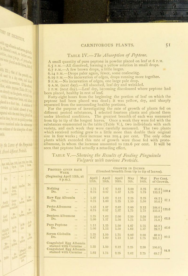 Table IV.—The Absorption of Peptone. A small quantity of pure peptone in powder placed on leaf at 6 p.m. 6.5 P.M.—-All dissolved, forming a yellow solution in small drops. 6.7 P.M.—A few brown drops, a little larger. 6.14 P.M.—Drops paler again, fewer, some coalescing. 6.19 P.M.-—No incurvation of edges, drops running more together. 8 P.M.—No incurvation of edges, one large pale drop. 9 A.M. (next day).—All absorbed, leaf dry and wrinkled. I P.M. (next day).—Leaf dry, becoming discoloured where peptone had been placed, healthy in rest of leaf. Forty-eight hours from the beginning the portion of leaf on which the peptone had been placed was dead; it was yellow, dry, and sharply separated from the surrounding healthy portions. For the purpose of investigating the rate of growth of plants fed on different proteid substances, I selected fourteen plants and placed them under identical conditions. The greatest breadth of each was measured from tip to tip of the longest leaves. Once a week they were fed with the j substances enumerated in the table (Table V.), two individuals with each variety, and each week they were carefully measured. The two plants which received nothing grew to a little more than double their original size in four weeks ; their increase was 109.4 per cent. The only other plants which exceeded this rate of growth were those fed with proto- albumose, in whom the increase amounted to 120.6 per cent. It will be seen that peptone had actu.ally a retarding effect. Table V.—Shotving the Pesults of Feeding Pinguicula Vulgaris with various Proteids. Proteid given each Week Growth in Inches (Greatest breadth from tip to tip of leaves). (Beginning April 12th, at 8 p.m.). April April April May May Per Cent. 12th. 19th. 20th. 6th. 10th. of Growth. Nothing 1.75 1 87 2.02 3.00 3.25 85.0) 109.4 Do 0.75 0.87 1.37 1.75 1.75 133.3 / Raw Egg Albumin 1.37 1.02 2.12 2.25 2.26 04.2) 57.1 Do. 0.75 1.00 1.25 1.50 1.50 60.0 / Proto-Aibumose .. 1.50 1.87 2.02 3.00 3.12 108.0) 120.0 Do. 0.75 0.87 1.37 1.75 1.75 133.31 Deutero-Albumose 1.25 1.02 2.00 2.50 2.50 50.01 02.5 Do. 1.00 1.37 1.50 1.75 1.75 75.0 / Pure Peptone 1.12 1.25 1.60 1.87 1.75 56.21 42.0 Do. 1.00 1.12 1.50 1.02 1.37 29.2 / Serum Globulin 1.25 1.50 1.75 2.00 2.00 00 01 80.5 Do. 0.87 1.00 1.12 1.50 1.75 101.1} Coagulated Egg Albumin stained with Carmine .. Coagulated Egg Albumin 1.25 1.50 2.12 2.25 2.50 100.0) 84.8 stained with Carmine .. 1.02 1.75 2.25 2.02 2.75 09.7/