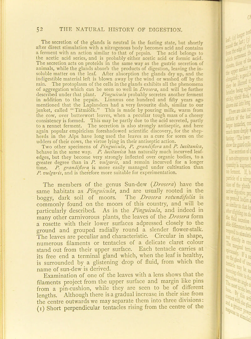 The secretion of the glands is neutral in the fasting state, but shortly after direct stimulation with a nitrogenous body becomes acid and contains a ferment with an action similar to that of pepsin. The acid lielongs to the acetic acid series, and is probably either acetic acid or formic acid. The secretion acts on proteids in the same way as the gastric secretion of animals, while the glands absorb the products of digestion, leaving the in- soluble matter on the leaf. After absorption the glands dry up, and the indigestible material left is blown away by the wind or washed off by the rain. The protoplasm of the cells in the glands exhibits all the phenomena of aggregation which can be seen so well in Drosera, and will be further described under that plant. Pingiiicula probably secretes another ferment in addition to the pepsin. Linnaeus one hundred and fifty years ago mentioned that the Laplanders had a very favourite dish, similar to our junket, called “Tatmiolk.” This is made by pouring milk, warm from the cow, over butterwort leaves, when a peculiar tough mass of a cheesy consistency is formed. This may be partly due to the acid secreted, partly to a rennet ferment. The secretion is also strongly antiseptic, and here again popular empiricism foreshadowed scientific discover)', for the shep- herds in the Alps have long used the leaves as a cure for sores on the udders of their cows, the virtue lying in their antiseptic action. Two other specimens of Piuguicula, P. grandiflora and P. hisitanica, behave in the same way. P. lusitanica has naturally much incurved leaf- edges, but they become very strongly inflected over organic bodies, to a greater degree than in P. vulgaris, and remain incurved for a longer time. P. grandiflora is more easily managed under cultivation than P. vulgaris, and is therefore more suitable for experimentation. The members of the genus Sun-dew (Drosera) have the same habitats as Pitiguiculce, and are usually rooted in the boggy, dark soil of moors. The Drosera roiundifolia is commonly found on the moors of this country, and will be particularly described. As in the Pingiiicula, and indeed in many other carnivorous plants, the leaves of the Drosera form a rosette with their lower surfaces adpressed closely to the ground and grouped radially round a slender flower-stalk. The leaves are peculiar and characteristic. Circular in shape, numerous filaments or tentacles of a delicate claret colour stand out from their upper surface. Each tentacle carries at its free end a terminal gland which, when the leaf is healthy, is surrounded by a glistening drop of fluid, from which the name of sun-dew is derived. Examination of one of the leaves with a lens shows that the filaments project from the upper surface and margin like pins from a pin-cushion, while they are seen to be of different lengths. Although there is a gradual increase in their size from the centre outwards we may separate them into three divisions: (i) Short perpendicular tentacles rising from the centre of the