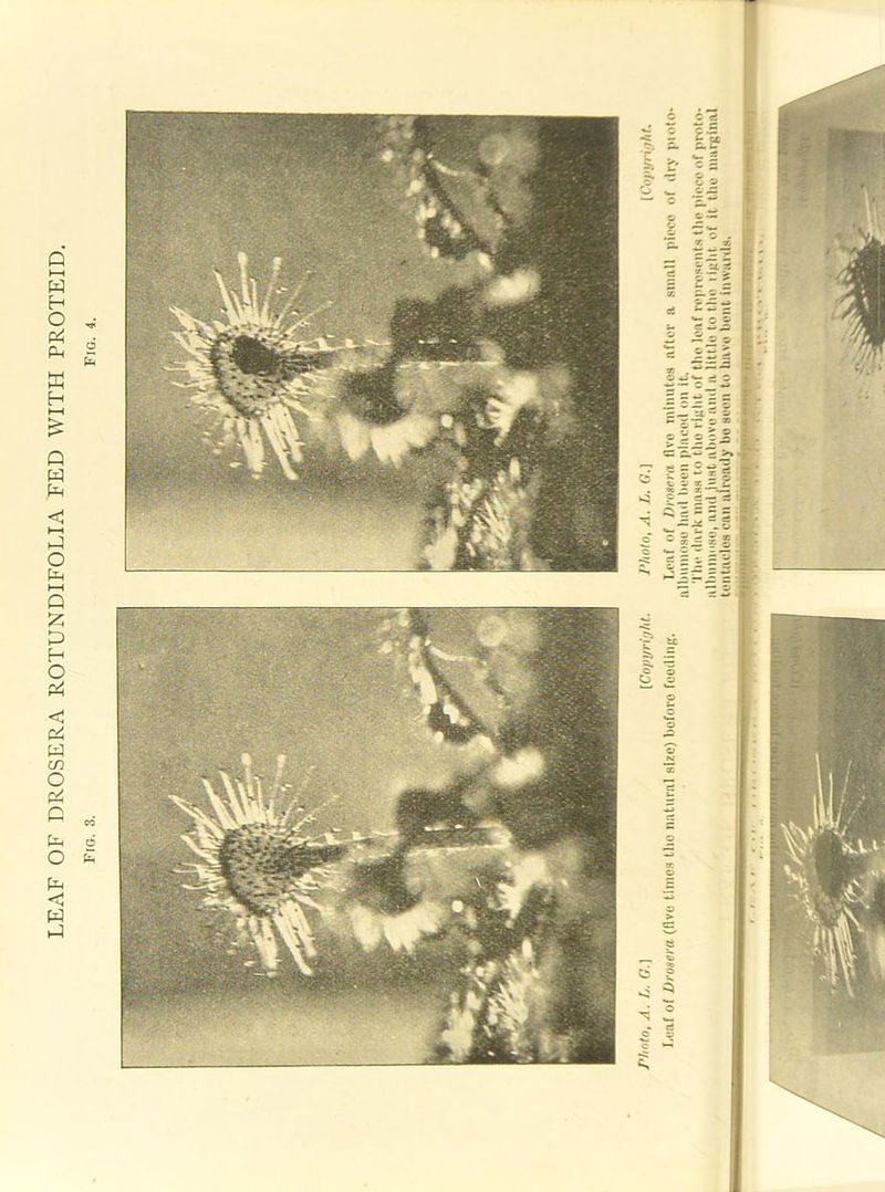 LEAF OF DROSERA ROTUNDIFOLIA FED WITH PROTEID.