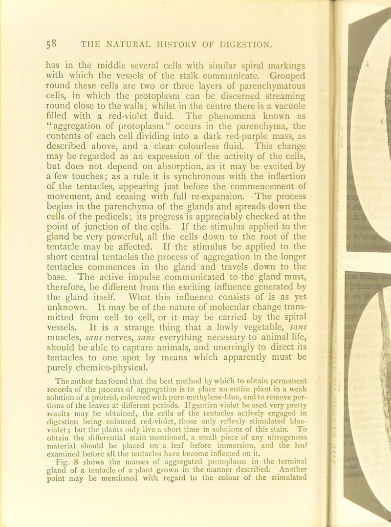 has in the middle several cells with similar spiral markings with which the vessels of the stalk communicate. Grouped round these cells are two or three layers of parenchymatous cells, in which the protoplasm can be discerned streaming round close to the walls; whilst in the centre there is a vacuole filled with a red-violet fluid. The phenomena known as “aggregation of protoplasm” occurs in the parenchyma, the contents of each cell dividing into a dark red-purple mass, as described above, and a clear colourless fluid. This change may be regarded as an expression of the activity of the cells, but does not depend on absorption, as it may be excited by a few touches; as a rule it is synchronous with the inflection of the tentacles, appearing just before the commencement of movement, and ceasing with full re-expansion. The process begins in the parenchyma of the glands and spreads down the cells of the pedicels; its progress is appreciably checked at the point of junction of the cells. If the stimulus applied to the gland be very powerful, all the cells down to the root of the tentacle may be affected. If the stimulus be applied to the short central tentacles the process of aggregation in the longer tentacles commences in the gland and travels down to the base. The active impulse communicated to the gland must, therefore, be different from the exciting influence generated by the gland itself. What this influence consists of is as yet unknown. It may be of the nature of molecular change trans- mitted from cell to cell, or it may be carried by the spiral vessels. It is a strange thing that a lowly vegetable, sans muscles, sans nerves, sans everything necessary to animal life, should be able to capture animals, and unerringly to direct its tentacles to one spot by means which apparently must be purely chemico-physical. The author has found that the best method by which to obtain permanent records of the process of aggregation is to place an entire plant in a weak solution of a proteid, coloured with pure methylene-blue, and to remove por- tions of the leaves at dilferent periods. If gentian-violet be used veiy pretty results may be obtained, the cells of the tentacles actively engaged in digestion being coloured red-violet, those only refiexly stimulated blue- violet ; but the plants only live a short time in solutions of this st.ain. To obtain the differential stain mentioned, a small piece of any nitrogenous material should be placed on a leaf before immersion, and the leaf examined before all the tentacles have become inflected on it. Fig. 8 shows the masses of aggregated protophasm in the terminal gland of a tentacle of a plant grown in the manner descrilred. Another point may be mentioned with regard to the colour of the stimulated