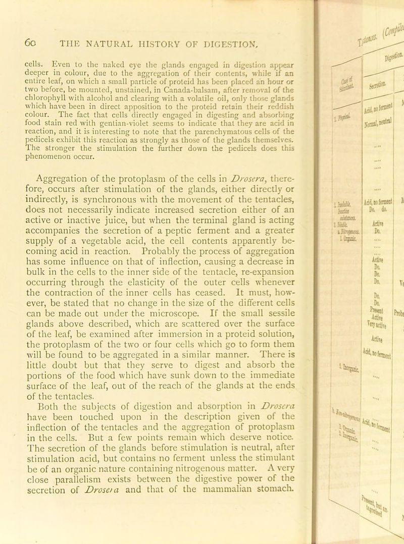 cells. Even lo the naked eye the glands engaged in digestion appear deeper in colour, due to the aggregation of their contents, while if an entire leaf, on which a small particle of proteid has been placed an hour or two before, be mounted, unstained, in Canada-balsam, after removal of the chlorophyll with alcohol and clearing with a volatile oil, only those glands which have been in direct apposition to the proteid retain their reddish colour. The fact that cells directly engaged in digesting and absorbing food stain red with gentian-violet seems to indicate that they are acid in reaction, and it is interesting to note that the parenchymatous cells of the pedicels e.\hibit this reaction as strongly as those of the glands themselves. The stronger the stimulation the further down the pedicels does this phenomenon occur. Aggregation of the protoplasm of the cells in Drosera, there- fore, occurs after stimulation of the glands, either directly or indirectly, is synchronous with the movement of the tentacles, does not necessarily indicate increased secretion either of an active or inactive juice, but when the terminal gland is acting accompanies the secretion of a peptic ferment and a greater supply of a vegetable acid, the cell contents apparently be- coming acid in reaction. Probably the process of aggregation has some influence on that of inflection, causing a decrease in bulk in the cells to the inner side of the tentacle, re-expansion occurring through the elasticity of the outer cells whenever the contraction of the inner cells has ceased. It must, how- ever, be stated that no change in the size of the different cells can be made out under the microscope. If the small sessile glands above described, wdiich are scattered over the surface of the leaf, be examined after immersion in a proteid solution, the protoplasm of the tw'o or four cells which go to form them ■will be found to be aggregated in a similar manner. There is little doubt but that they serve to digest and absorb the portions of the food which have sunk down to the immediate surface of the leaf, out of the reach of the glands at the ends of the tentacles. Both the subjects of digestion and absorption in Drosera have been touched upon in the description given of the inflection of the tentacles and the aggregation of protoplasm in the cells. But a few points remain which deserve notice The secretion of the glands before stimulation is neutral, after stimulation acid, but contains no ferment unless the stimulant be of an organic nature containing nitrogenous matter. A very close parallelism exists between the digestive power of the secretion of Droseni and that of the mammalian stomach. HtUk. anSt im. i ifinpaRi. ItijiM. idiiolemml; Do. da A(ti« Do. itiin Da Do, Do. Da Da P»wl 'STiclite j Ittite ■Itepjit