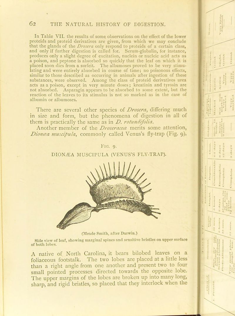 In Table VII. the results of some observations on the effect of the lower proteids and proteid derivatives are given, from which we may conclude that the glands of the Drosera only re.spond to proteids of a certain class, and only if further digestion is called for. Serum-globulin, for instance, produces only a slight degree of e.xcitation, nuclein or nucleic acid acts as a poison, and peptone is absorbed so quickly that the leaf on which it is placed soon dies from a surfeit. The albumoses proved to be very stimu- lating and were entirely absorbed in course of time; no poisonous effects, similar to those described as occurring in animals after ingestion of these substances, were observed. Among the class of proteid derivatives urea acts as a poison, except in very minute doses; kreatinin and tyrosin are not absorbed. Asparagin appears to be absorbed to some extent, but the reaction of the leaves to its stimulus is not so marked as in the case of albumin or albumoses. There are several other species of Drosera, differing much in size and form, but the phenomena of digestion in all of them is practically the same as in D. rotundifolia. Another member of the Droseracea merits some attention, Dioncca imiscipula, commonly called Venus’s fly-trap (Fig. 9). Fig. 9. DION^A MUSCIPULA {VENUS’S FLY-TRAP). (Meade Smith, after Darwin.) Side view of leaf, .showing marginal spines and sen.sitive bristles on upper surface of both lobes. A native of North Carolina, it bears bilobed leaves on a foliaceous footstalk. The two lobes are placed at a little less than a right angle from one another and present two to four small pointed processes directed towards the opposite lobe. I'he upper margins of the lobes are broken up into many long, sharp, and rigid bristles, so placed that they interlock when the
