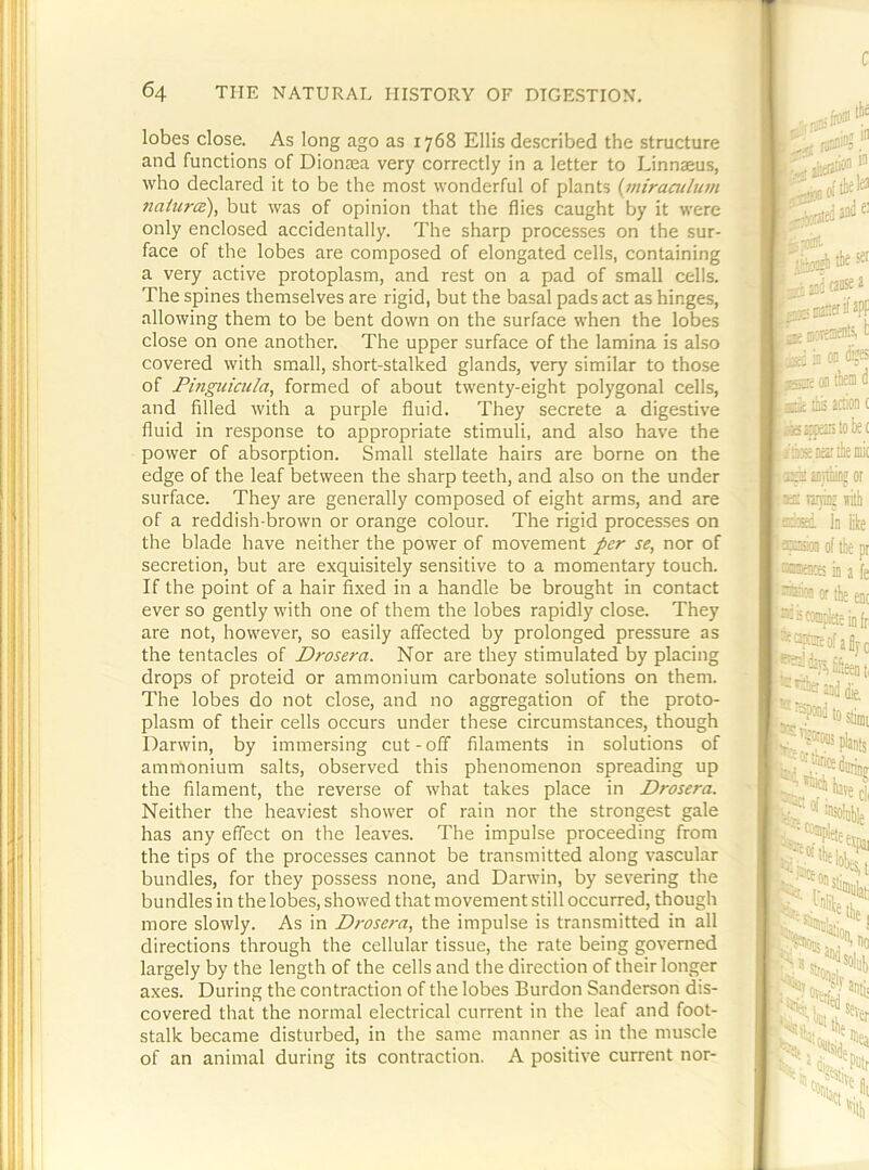lobes close. As long ago as 1768 Ellis described the structure and functions of Dionzea very correctly in a letter to Linnaeus, who declared it to be the most wonderful of plants {tniramltan 7taiura), but was of opinion that the flies caught by it were only enclosed accidentally. The sharp processes on the sur- face of the lobes are composed of elongated cells, containing a very active protoplasm, and rest on a pad of small cells. The spines themselves are rigid, but the basal pads act as hinges, allowing them to be bent down on the surface when the lobes close on one another. The upper surface of the lamina is also covered with small, short-stalked glands, very similar to those of Fmguicula, formed of about twenty-eight polygonal cells, and filled with a purple fluid. They secrete a digestive fluid in response to appropriate stimuli, and also have the power of absorption. Small stellate hairs are borne on the edge of the leaf between the sharp teeth, and also on the under surface. They are generally composed of eight arms, and are of a reddish-brown or orange colour. The rigid processes on the blade have neither the power of movement j>er se, nor of secretion, but are exquisitely sensitive to a momentary touch. If the point of a hair fixed in a handle be brought in contact ever so gently with one of them the lobes rapidly close. They are not, however, so easily affected by prolonged pressure as the tentacles of Drosera. Nor are they stimulated by placing drops of proteid or ammonium carbonate solutions on them. The lobes do not close, and no aggregation of the proto- plasm of their cells occurs under these circumstances, though Darwin, by immersing cut - off filaments in solutions of ammonium salts, observed this phenomenon spreading up the filament, the reverse of what takes place in Drosera. Neither the heaviest shower of rain nor the strongest gale has any effect on the leaves. The impulse proceeding from the tips of the processes cannot be transmitted along vascular bundles, for they possess none, and Darwin, by severing the bundles in the lobes, showed that movement still occurred, though more slowly. As in Drosera., the impulse is transmitted in alt directions through the cellular tissue, the rate being governed largely by the length of the cells and the direction of their longer axes. During the contraction of the lobes Burdon Sanderson dis- covered that the normal electrical current in the leaf and foot- stalk became disturbed, in the same manner as in the muscle of an animal during its contraction. A positive current nor-