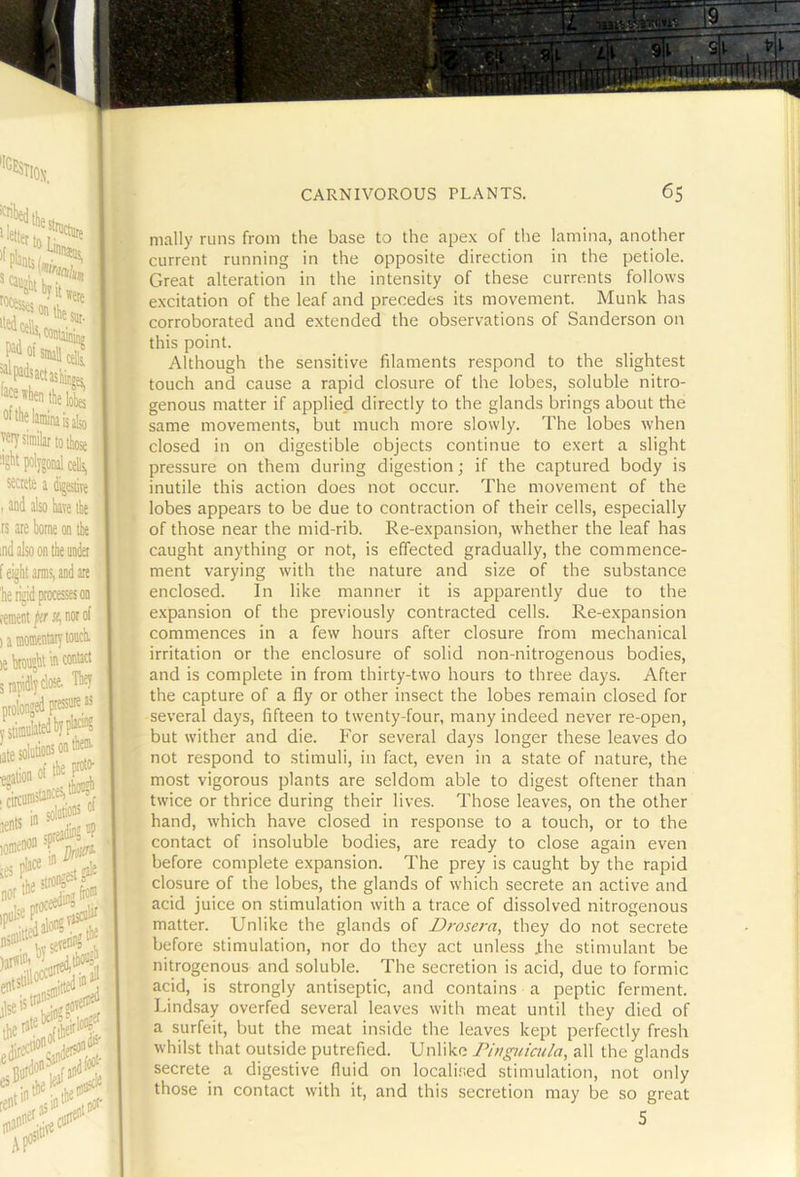 '•GESTii ^bedtiij itedcell3,7^^^'- f'P^dsact^fo^ fjce then the lol^ lave the : on the he under , and are KOf nially runs from the base to the apex of tlie lamina, another current running in the opposite direction in the petiole. Great alteration in the intensity of these currents follows excitation of the leaf and precedes its movement. Munk has corroborated and extended the observations of Sanderson on this point. Although the sensitive filaments respond to the slightest touch and cause a rapid closure of the lobes, soluble nitro- genous matter if applied directly to the glands brings about the same movements, but much moi'e slowly. The lobes when closed in on digestible objects continue to exert a slight pressure on them during digestion; if the captured body is inutile this action does not occur. The movement of the lobes appears to be due to contraction of their cells, especially of those near the mid-rib. Re-expansion, whether the leaf has caught anything or not, is effected gradually, the commence- ment varying with the nature and size of the substance enclosed. In like manner it is apparently due to the expansion of the previously contracted cells. Re-expansion commences in a few hours after closure from mechanical irritation or the enclosure of solid non-nitrogenous bodies, and is complete in from thirty-two hours to three days. After the capture of a fly or other insect the lobes remain closed for several days, fifteen to twenty-four, many indeed never re-open, but wither and die. For several days longer these leaves do not respond to stimuli, in fact, even in a state of nature, the most vigorous plants are seldom able to digest oftener than twice or thrice during their lives. Those leaves, on the other hand, which have closed in response to a touch, or to the contact of insoluble bodies, are ready to close again even before complete expansion. The prey is caught by the rapid closure of the lobes, the glands of which secrete an active and acid juice on stimulation with a trace of dissolved nitrogenous matter. Unlike the glands of Drosera, they do not secrete before stimulation, nor do they act unless J:he stimulant be nitrogenous and soluble. The secretion is acid, due to formic acid, is strongly antiseptic, and contains a peptic ferment. Tindsay overfed several leaves with meat until they died of a surfeit, but the meat inside the leaves kept perfectly fresh whilst that outside putrefied. Unlike Phtguiada, all the glands secrete a digestive fluid on localised stimulation, not only those in contact with it, and this secretion may be so great S
