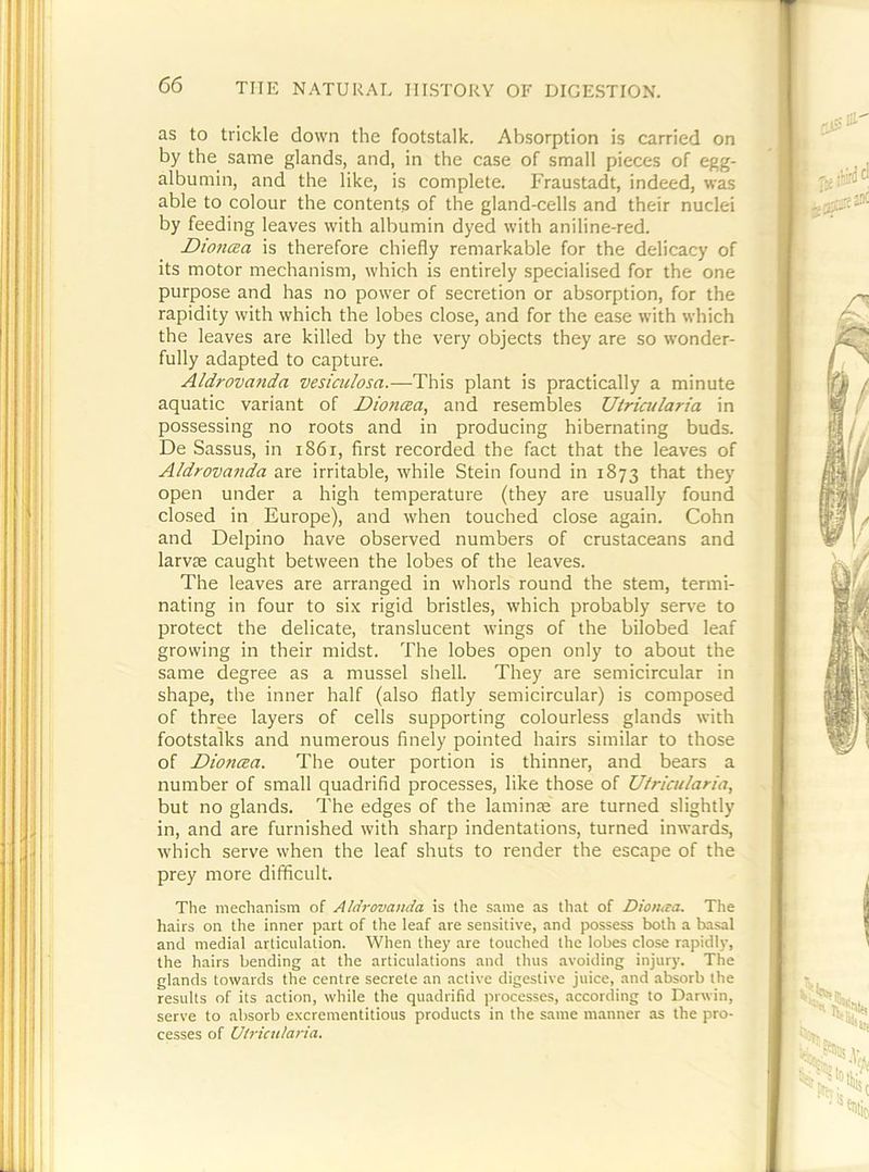 as to trickle down the footstalk. Absorption is carried on by the same glands, and, in the case of small pieces of egg- albumin, and the like, is complete. Fraustadt, indeed, was able to colour the contents of the gland-cells and their nuclei by feeding leaves with albumin dyed with aniline-red. Dioncza is therefore chiefly remarkable for the delicacy of its motor mechanism, which is entirely specialised for the one purpose and has no power of secretion or absorption, for the rapidity with which the lobes close, and for the ease with which the leaves are killed by the very objects they are so wonder- fully adapted to capture. Aldrovanda vesiculosa.—This plant is practically a minute aquatic variant of Dio?icea, and resembles Utricularia in possessing no roots and in producing hibernating buds. De Sassus, in i86i, first recorded the fact that the leaves of Aldrovanda are irritable, while Stein found in 1873 that they open under a high temperature (they are usually found closed in Europe), and when touched close again. Cohn and Delpino have observed numbers of crustaceans and larvre caught between the lobes of the leaves. The leaves are arranged in whorls round the stem, termi- nating in four to six rigid bristles, which probably ser\-e to protect the delicate, translucent wings of the bilobed leaf growing in tbeir midst. The lobes open only to about the same degree as a mussel shell. They are semicircular in shape, the inner half (also flatly semicircular) is composed of three layers of cells supporting colourless glands with footstalks and numerous finely pointed hairs similar to those of Dionaa. The outer portion is thinner, and bears a number of small quadrifid processes, like those of Utricularia, but no glands. The edges of the laminae are turned slightly in, and are furnished with sharp indentations, turned inwards, which serve when the leaf shuts to render the escape of the prey more difficult. The mechanism of Aldrovanda is the same as tliat of Dionaa. The hairs on the inner part of the leaf are sensitive, and possess both a basal and medial articulation. When they are touched the lobes close rapidly, the hairs bending at the articulations and tiuis avoiding injury. The glands towards the centre secrete an active digestive juice, and absorb the results of its action, while the quadrifid processes, according to Darwin, serve to absorb excrementitious products in the same manner as the pro- cesses of Ulrictilaria.