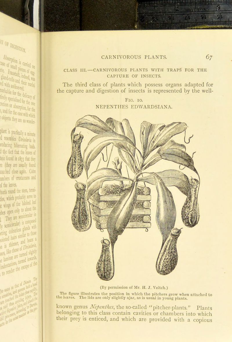 CL.\SS III.—CARNIVOROUS PLANTS WITH TRAPS FOR THE CAPTURE OF INSECTS. The third class of plants which possess organs adapted for the capture and digestion of insects is represented by the well- Fig. 10. NEPENTHES EDWARDSIANA. (By permission of Mr. II. J. Voitch.) Tlic figure illtislrates the po.sition in which the pitchers grow when nttache<I to the leaves. The litis are only slightly ajar, as is usual in young plants. known genus Nepenthes, the so-called “pitcher-plants.” Tlants belonging to this class contain cavities or chambers into which their prey is enticed, and which are provided with a copious
