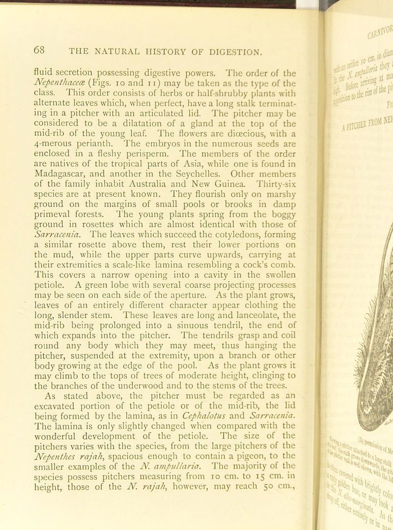 fluid secretion possessing digestive powers. The order of the Nepenthacea (Figs. lo and 11) may be taken as the type of the class. This order consists of herbs or half-shrubby plants with alternate leaves which, when perfect, have a long stalk terminat- ing in a pitcher with an articulated lid. The pitcher may be considered to be a dilatation of a gland at the top of the mid-rib of the young leaf. The flowers are dioecious, with a 4-merous perianth. The embryos in the numerous seeds are enclosed in a fleshy perisperm. The members of the order are natives of the tropical parts of Asia, while one is found in Madagascar, and another in the Seychelles. Other members of the family inhabit Australia and New Guinea. Thirty-six species are at present known. They flourish only on marshy ground on the margins of small pools or brooks in damp primeval forests. I'he young plants spring from the boggy ground in rosettes which are almost identical with those of Sarracenia. The leaves which succeed the cotyledons, forming a similar rosette above them, rest their lower portions on the mud, while the upper parts curve upwards, carrj’ing at their extremities a scale-like lamina resembling a cock’s comb. This covers a narrow opening into a cavity in the swollen petiole. A green lobe w'ith several coarse projecting processes may be seen on each side of the aperture. As the plant grows, leaves of an entirely different character appear clothing the long, slender stem. These leaves are long and lanceolate, the mid-rib being prolonged into a sinuous tendril, the end of which expands into the pitcher. The tendrils grasp and coil round any body w’hich they may meet, thus hanging the pitcher, suspended at the extremity, upon a branch or other body growing at the edge of the pool. As the plant grows it may climb to the tops of trees of moderate height, clinging to the branches of the underwood and to the stems of the trees. As stated above, the pitcher must be regarded as an excavated portion of the petiole or of the mid-rib, the lid being formed by the lamina, as in Cephalotus and Sa?-racenia. The lamina is only slightly changed when compared with the wonderful development of the petiole. The size of the pitchers varies with the species, from the large pitchers of the Nepenthes rajah, spacious enough to contain a pigeon, to the smaller examples of the N. ampullaria. T'he majority of the species possess pitchers measuring from lo cm. to 15 cm. in height, those of the N. rajah, how'cver, may reach 50 cm.,