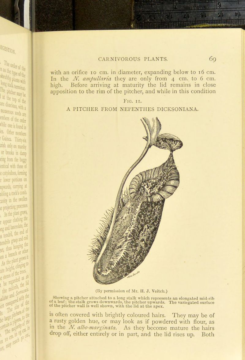 with an orifice 10 cm. in diameter, expanding below to 16 cm. In the ampullaria they are only from 4 cm. to 6 cm. high. Before arriving at maturity the lid remains in close apposition to the rim of the pitcher, and while in this condition Fig. II. A PITCHER FROM NEPENTHES DICKSONIANA. (By permission of .Mr. U. J. Veitch.) Siiowing a pitcher attaclied to a long stalk which represents an elongated mid-rib of a leaf; the stalk grows downwards, the pitcher upwards. The variegated surface of the pitcher wall is well shown, witli the lid at the apex. is often covered with brightly coloured hairs. They may be of a rusty golden hue, or may look as if powdered with flour, as in the N. albo-marginata. As they become mature the hairs drop off, either entirely or in part, and the lid rises up. Both