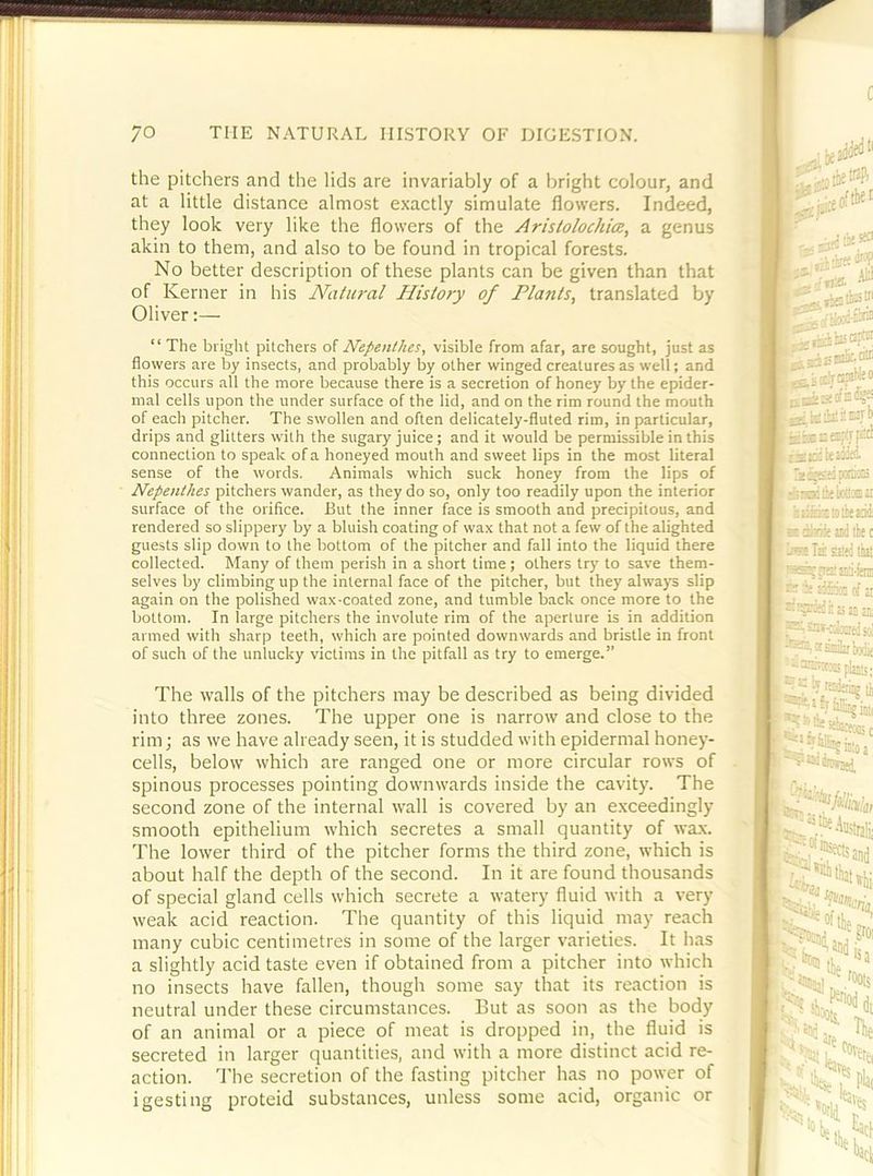 the pitchers and the lids are invariably of a bright colour, and at a little distance almost exactly simulate flowers. Indeed, they look very like the flowers of the AristolochicR, a genus akin to them, and also to be found in tropical forests. No better description of these plants can be given than that of Kerner in his Natiu’al History of Plants, translated by Oliver:— “ The bright pitchers of Nepenthes, visible from afar, are sought, just as flowers are by insects, and probably by other winged creatures as well; and this occurs all the more because there is a secretion of honey by the epider- mal cells upon the under surface of the lid, and on the rim round the mouth of each pitcher. The swollen and often delicately-fluted rim, in particular, drips and glitters with the sugary juice; and it would be permissible in this connection to speak of a honeyed mouth and sweet lips in the most literal sense of the words. Animals which suck honey from the lips of Nepenthes pitchers wander, as they do so, only too readily upon the interior surface of the orifice. But the inner face is smooth and precipitous, and rendered so sli])pery by a bluish coating of wax that not a few of the alighted guests slip down to the bottom of the pitcher and fall into the liquid there collected. Many of them perish in a short time ; others try to save them- selves by climbing up the internal face of the pitcher, but they alwaj-s slip again on the polished wax-coated zone, and tumble back once more to the bottom. In large pitchers the involute rim of the aperture is in addition armed with sharp teeth, which are pointed downwards and bristle in front of such of the unlucky victims in the pitfall as try to emerge.” The walls of the pitchers may be described as being divided into three zones. The upper one is narrow and close to the rim; as we have already seen, it is studded with epidermal honey- cells, below which are ranged one or more circular rows of spinous processes pointing downwards inside the cavity. The second zone of the internal wall is covered by an exceedingly smooth epithelium which secretes a small quantity of wax. The lower third of the pitcher forms the third zone, which is about half the depth of the second. In it are found thousands of special gland cells which secrete a watery fluid with a very weak acid reaction. The quantity of this liquid may reach many cubic centimetres in some of the larger varieties. It has a slightly acid taste even if obtained from a pitcher into which no insects have fallen, though some say that its reaction is neutral under these circumstances. But as soon as the body of an animal or a piece of meat is dropped in, the fluid is secreted in larger quantities, and with a more distinct acid re- action. 'J'he secretion of the fasting pitcher has no power of igesting proteid substances, unless some acid, organic or