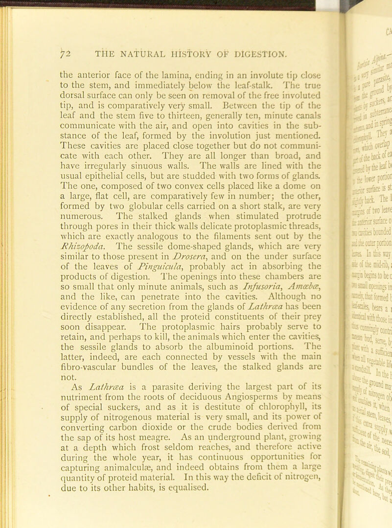 the anterior face of the lamina, ending in an involute tip close to the stem, and immediately below the leaf-stalk. The true dorsal surface can only be seen on removal of the free involuted tip, and is comparatively very small. Between the tip of the leaf and the stem five to thirteen, generally ten, minute canals communicate with the air, and open into cavities in the sub- stance of the leaf, formed by the involution just mentioned. These cavities are placed close together but do not communi- cate with each other. They are all longer than broad, and have irregularly sinuous walls. The walls are lined with the usual epithelial cells, but are studded with two forms of glands. The one, composed of two convex cells placed like a dome on a large, flat cell, are comparatively few in number; the other, formed by two globular cells carried on a short stalk, are very numerous. The stalked glands when stimulated protrude through pores in their thick walls delicate protoplasmic threads, which are exactly analogous to the filaments sent out by the Rhizopoda. The sessile dome-shaped glands, which are very similar to those present in Drosera, and on the under surface of the leaves of Pinguicula, probably act in absorbing the products of digestion. The openings into these chambers are so small that only minute animals, such as Infusoria, Amizbcz, and the like, can penetrate into the cavities. Although no evidence of any secretion from the glands of Lathrcea has been directly established, all the proteid constituents of their prey soon disappear. The protoplasmic hairs probably serve to retain, and perhaps to kill, the animals which enter the cavities, the sessile glands to absorb the albuminoid portions. The latter, indeed, are each connected by vessels with the main fibro-vascular bundles of the leaves, the stalked glands are not. As Lathrcea is a parasite deriving the largest part of its nutriment from the roots of deciduous Angiosperms by means of special suckers, and as it is destitute of chlorophyll, its supply of nitrogenous material is very small, and its power of converting carbon dioxide or the crude bodies derived from the sap of its host meagre. As an underground plant, growing at a depth which frost seldom reaches, and therefore active during the whole year, it has continuous opportunities for capturing animalculse, and indeed obtains from them a large quantity of proteid material. In this way the deficit of nitrogen, due to its other habits, is equalised.