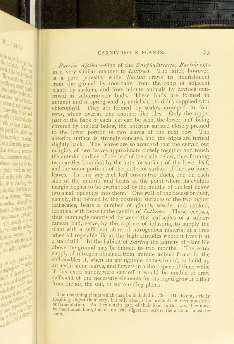 OlGE; ■Sllo\( J-stalt, file I tile iffiiniite, . tnie Sin •onals )ust -On tlie other, t, are ret)- protnide bj’tlie every jtbe [sare Bartsia Alpina.—One of the Scrophulariacece, Batisia acts in a very similar manner to Laihrcea. The latter, however, is a pure parasite, wliile Bartsia draws its nourishment from the ground by root-hairs, from the roots of adjacent plants by suckers, and from minute animals by cavities con- trived in subterranean buds. These buds are formed in autumn, and in spring send up aerial shoots richly supplied with chlorophyll. They are formed by scales, arranged in four rows, which overlap one another like tiles. Only the upper part of the back of each leaf can be seen, the lower half being covered by the leaf below, the anterior surface closely pressed to the lower portion of two leaves of the next row. The anterior surface is strongly concave, and the edges are turned slightly back. The leaves are so arranged that the curved out margins of two leaves approximate closely together and touch the anterior surface of the leaf of the scale below, thus forming two cavities bounded by the anterior surface of the lower leaf, and the outer portions of the posterior surface of the two inner leaves. In this way each leaf covers two ducts, one on each side of the mid-rib, and forms at the point where its evolute margin begins to be overlapped by the middle of the leaf below two small openings into them. One wall of the recess or duct, namely, that formed by the posterior surfaces of the two higher leaf-scales, bears a number of glands, sessile and stalked, identical with those in the cavities of Lathrcea. These recesses, thus cunningly contrived between the leaf-scales of a subter- ranean bud, serve, by the capture of infusoria, to supply the plant with a sufficient store of nitrogenous material at a time when all vegetable life at the high altitudes where it lives is at a standstill. In the habitat of Bartsia the activity of plant life above the ground may be limited to two months. The extra supply of nitrogen obtained from minute animal forms in the soil enables it, when its spring-time comes round, to build up an aerial stem, leaves, and flowers in a short space of time, while if this extra supply were cut off it would be unable to draw sufficient of the necessary elements for its rapid growth either from the air, the soil, or surrounding plants. The remaining plants which maybe included in Class III. do not, strictly speaking, digest their prey, but only absorb the products of decomposition or fermentation. As they obtain part of their food in this way they must be mentioned here, but as no true digestion occurs the account must be short.