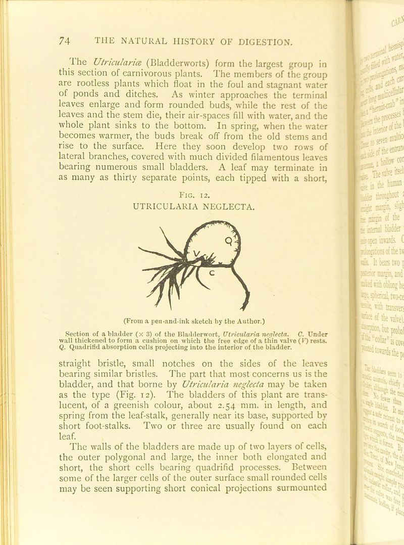 1 he UtricidaricE (Bladderworts) form the large.st group in this section of carnivorous plants. The members of the group are rootless plants which float in the foul and stagnant water of ponds and ditches. As winter approaches the terminal - leaves enlarge and form rounded buds, while the rest of the leaves and the stem die, their air-spaces fill with water, and the whole plant sinks to the bottom. In spring, when the water becomes warmer, the buds break off from the old stems and rise to the surface. Here they soon develop two rows of lateral branches, covered with much divided filamentous leaves bearing numerous small bladders. A leaf may terminate in as many as thirty separate points, each tipped with a short, Fig. 12. UTRICULARIA NEGLECTA. I (From a pen-and-ink sketch by the Author.) Section of a bladder (x 3) of the Bladderwort, (Ttricularia nerjlecta. C. Under 1 wall thickened to form a cushion on which the free edge of a thin valve O’) rests, 'i Q. QuadriBd absorption cells projecting into the interior of the bladder. 1 Straight bristle, small notches on the sides of the leaves I bearing similar bristles. The part that most concerns us is the f bladder, and that borne by Uiricularia neglecta may be taken ;• as the type (Fig. 12). The bladders of this plant are trans- I * lucent, of a greenish colour, about 2.54 mm. in length, and spring from the leaf-stalk, generally near its base, supported by short foot-stalks. Two or three are usually found on each ' leaf. I The walls of the bladders are made up of two layers of cells, ! the outer polygonal and large, the inner both elongated and I short, the short cells bearing quadrifid processes. Between I some of the larger cells of the outer surface small rounded cells may be seen supporting short conical projections surmounted