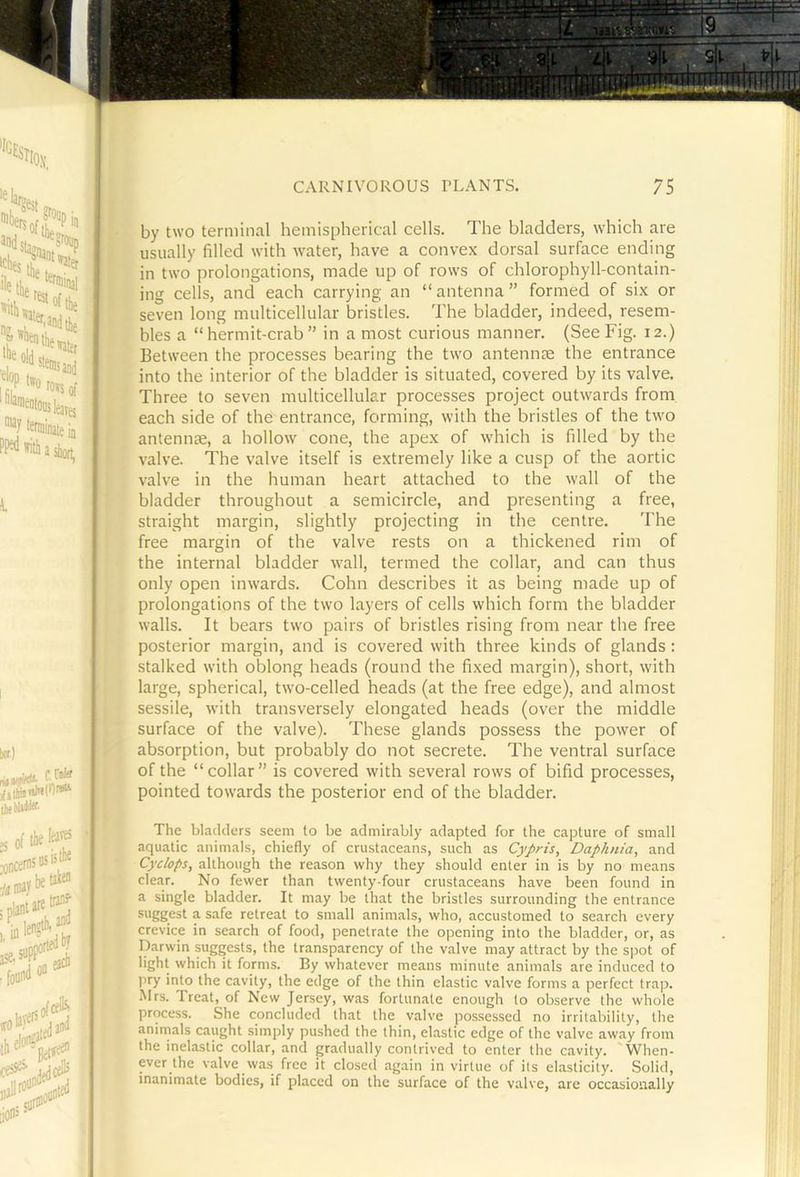 t by two terminal hemispherical cells. The bladders, which are usually filled with water, have a convex dorsal surface ending in tw'o prolongations, made up of rows of chlorophyll-contain- ing cells, and each carrying an “ antenna ” formed of six or seven long multicellular bristles. The bladder, indeed, resem- bles a “hermit-crab” in a most curious manner. (See Fig. 12.) Between the processes bearing the two antennse the entrance into the interior of the bladder is situated, covered by its valve. Three to seven multicellular processes project outw^ards from each side of the entrance, forming, with the bristles of the tw'O antennae, a hollow cone, the apex of which is filled by the valve. The valve itself is extremely like a cusp of the aortic valve in the human heart attached to the wall of the bladder throughout a semicircle, and presenting a free, straight margin, slightly projecting in the centre. The free margin of the valve rests on a thickened rim of the internal bladder w'all, termed the collar, and can thus only open inwards. Cohn describes it as being made up of prolongations of the two layers of cells which form the bladder walls. It bears tw'O pairs of bristles rising from near the free posterior margin, and is covered with three kinds of glands: stalked with oblong heads (round the fixed margin), short, with large, spherical, two-celled heads (at the free edge), and almost sessile, wfith transversely elongated heads (over the middle surface of the valve). These glands possess the power of absorption, but probably do not secrete. The ventral surface of the “collar” is covered with several rows of bifid processes, pointed towards the posterior end of the bladder. The bladders seem to be admirably adapted for the capture of small aquatic animals, chiefly of crustaceans, such as Cypris, Daphnia, and Cyclops, although the reason why they should enter in is by no means clear. No fewer than twenty-four crustaceans have been found in a single bladder. It may be that the bristles surrounding the entrance suggest a safe retreat to small animals, who, accustomed to search every crevice in search of food, penetrate the opening into the bladder, or, as Darwin suggests, the transparency of the valve may attract by the spot of light which it forms. By whatever means minute animals are induced to pry into the cavity, the edge of the thin elastic valve forms a perfect trap. Mrs. Treat, of New Jersey, was fortunate enough to observe the whole process. She concluded that the valve possessed no irritability, the anirnals caught simply pushed the thin, elastic edge of the valve away from the inelastic collar, and gradually contrived to enter the cavity. When- ever the valve was free it closed again in virtue of its elasticity. Solid, inanimate bodies, if placed on the surface of the valve, are occasionally ,'j 1
