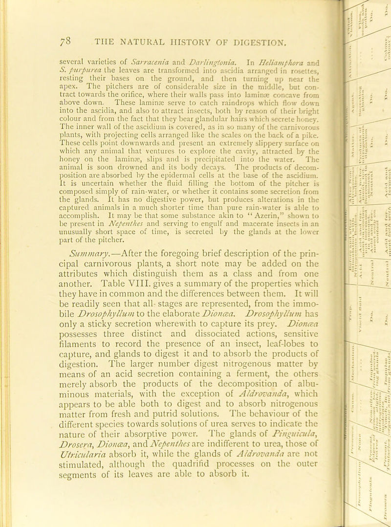 several \-arieties of Sarracenia and Darliugtoma. In Ileliamthora and A', purpurea the leaves are transformed into ascidia arranged in rosettes, resting their bases on the ground, and then turning up near the apex. The pitchers are of considerable size in the middle, but con- tract towards the orifice, where their walls pass into laminae concave from above down. These lamina serve to catch raindrops which flow down into the ascidia, and also to attract insects, both by reason of their bright colour and from the fact that they bear glandular hairs which .secrete honey. The inner wall of the ascidiuin is covered, as in so many of the carnivorous plants, with projecting cells arranged like the scales on the back of a pike. The.se cells point downwards and present an extremely slippery surface on which any animal that ventures to explore the cavity, attracted by the honey on the laminre, slips and is precipitated into the water. The animal is soon drowned and its body decays. The products of decom- position are absorbed by the epidermal cells at the base of the ascidium. It is uncertain whether the fluid filling the bottom of the pitcher is composed simply of rain-water, or whether it contains some secretion from the glands. It has no digestive power, but produces alterations in the captured animals in a much shorter time than pure rain-water is al.-le to accomplish. It may be that some substance akin to “ Azerin,” shown to be present in Nepenthes and serving to engulf and macerate insects in an unusually short space of time, is secreted by the glands at the lower part of the pitcher. Summary.—M\.^x the foregoing brief description of the prin- cipal carnivorous plants, a short note may be added on the attributes which distinguish them as a class and from one another. Table VIII. gives a summary of the properties which they have in common and the differences between them. It will be readily seen that all- stages are represented, from the immo- bile Drosophylliim to the elaborate Dioncea. Drosophyllum has only a sticky secretion wherewith to capture its prey. Dionata possesses three distinct and dissociated actions, sensitive filaments to record the presence of an insect, leaf-lobes to capture, and glands to digest it and to absorb the products of digestion. The larger number digest nitrogenous matter by means of an acid secretion containing a ferment, the others merely absorb the products of the decomposition of albu- minous materials, with the exception of Aldrovanda, which appears to be able both to digest and to absorb nitrogenous matter from fresh and putrid solutions. The behaviour of the different species towards solutions of urea serves to indicate the nature of their absorptive power. The glands of Fiuyuicula, Drosern, Diouata, and Nepent/ies are indifferent to urea, those of Ufriciilaria absorb it, while the glands of Aldrovattda are not stimulated, although the quadrifid processes on the outer segments of its leaves are able to absorb it.