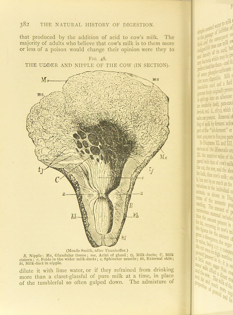 that produced by tlie addition of acid to co\v’.s milk. 'I’he majority of adults who believe that cow’s milk is to them more or less of a poison would change their opinion were they to Fig. 48. THE UDDER AND NIRRUE OF THE COW (IN SECTION). (Meade Smith, after Tlianlioffer.) B, Nipple; ^^a, Glandular tissue; mu, Acini of gland; ij. Milk-ducts; C, Milk cistern ; r, Folds in the wider milk-ducts; z, Sphincter muscle; kb. External skin; ki. Milk-duct in nipple. dilute it with lime water, or if they refrained from drinking more than a claret-glassful of pure milk at a time, in place of the tumblerful so often gulped down. The admixture of 1