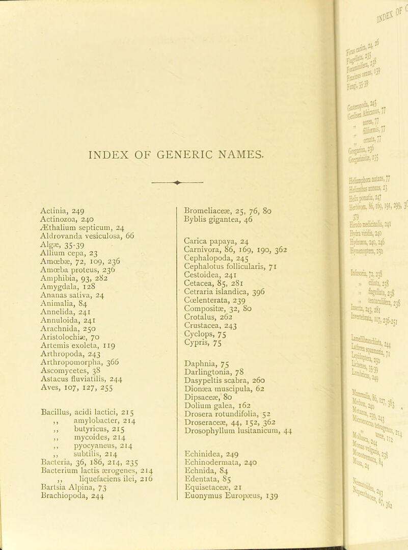 INDEX OF GENERIC NAMES. ♦ Aclinia, 249 Actinozoa, 240 Aithalium septicum, 24 Aldrovancla vesiculosa, 66 Alg*, 35-39 Allium cepa, 23 Amoebae, 72, 109, 236 Amceba proteus, 236 Amphibia, 93, 2S2 Amygdala, 128 Ananas saliva, 24 Animalia, 84 Annelida, 241 Annuloida, 241 Arachnida, 250 Aristolochiie, 70 Artemis exoleta, 119 Arthropoda, 243 Arthropomorpha, 366 Ascomycetes, 38 Aslacus fluviatilis, 244 Aves, 107, 127, 255 Bacillus, acidi lactici, 215 ,, amylobacler, 214 ,, butyricus, 215 ,, mycoides, 214 ,, pyocyaneus, 214 ,, subtilis, 214 Bacteria, 36, 186, 214, 235 Bacterium lactis serogenes, 214 ,, liquefaciens ilei, 216 Bartsia Alpina, 73 Brachiopoda, 244 Bromeliaceae, 25, 76, 80 Byblis gigantea, 46 Carica papaya, 24 Carnivora, 86, 169, 190, 362 Cephalopoda, 245 Cephalotus follicularis, 71 Cestoidea, 241 Cetacea, 85, 281 Cetraria islandica, 396 Ccelenterata, 239 Composite, 32, 80 Crotalus, 262 Crustacea, 243 Cyclops, 75 Cypris, 75 Daphnia, 75 Darlingtonia, 78 Dasypeltis scabra, 260 Dionasa muscipula, 62 Dipsace®, 80 Dolium galea, 162 Drosera rotundifolia, 52 Droserace®, 44, 152, 362 Drosophyllum lusitanicum, 44 Echinidea, 249 Echinoderniata, 240 Echnida, 84 Edentata, 85 Equisetace®, 21 Euonymus Europ®us, 139