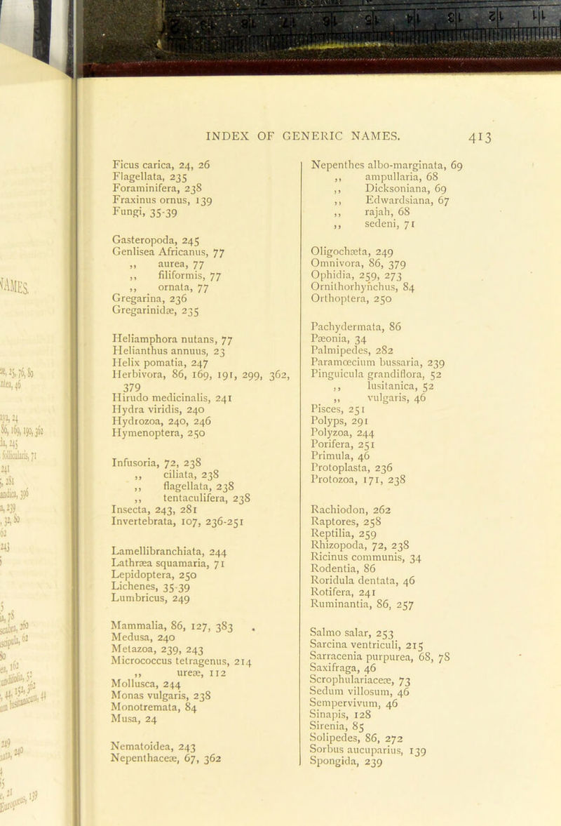 Ficus carica, 24, 26 Flagellata, 235 Foraminifera, 238 Fraxinus ornus, 139 Fungi, 35-39 Gasteropoda, 245 Genlisea Africanus, 77 ,, aurea, 77 ,, filiformis, 77 ,, _ ornata, 77 Gregarina, 236 Gregariniclse, 235 Heliatnphora nutans, 77 Helianthus annuus, 23 Helix pomatia, 247 llerbivora, 86, 169, 191, 299, 362, 379 Hirudo medicinalis, 241 Hydra viridis, 240 Hydtozoa, 240, 246 Hymenoptera, 250 Infusoria, 72, 238 ,, ciliata, 238 ,, flagellata, 238 ,, tentaculifera, 238 Insecta, 243, 281 Invertebrata, 107, 236-251 Lamellibranchiata, 244 Lathraea squamaria, 71 Lepidoptera, 250 Lichenes, 35 39 Lumbricus, 249 Mammalia, 86, 127, 383 Medusa, 240 Metazoa, 239, 243 Micrococcus tetragenus, 214 ,, urece, 112 Mollusca, 244 Monas vulgaris, 238 Monotremata, 84 Musa, 24 Nematoidea, 243 Nepenthacese, 67, 362 Nepenthes albo-marginata, 69 ,, ampullaria, 68 ,, Dicksoniana, 69 ,, Edwardsiana, 67 ,, rajah, 68 ,, sedeni, 71 Oligochceta, 249 Omnivora, 86, 379 Ophidia, 259, 273 Ornilhorbyhchus, 84 Orthoptera, 250 Pachydermata, 86 Pasonia, 34 Palmipedes, 282 Paramoeciiim bussaria, 239 Pinguicula grandiflora, 52 ,, lusitanica, 52 „ vulgaris, 46 Pisces, 251 Polyps, 291 Polyzoa, 244 Porifera, 251 Primula, 46 Protoplasta, 236 Protozoa, 171, 238 Rachiodon, 262 Raptores, 258 Reptilia, 259 Rhizopoda, 72, 238 Ricinus communis, 34 Rodentia, 86 Roridula dentata, 46 Rotifera, 241 Ruminantia, 86, 257 Salmo salar, 253 Sarcina ventriculi, 215 Sarracenia purpurea, 68, 78 Saxifraga, 46 Scrophulariacere, 73 Sedum villosum, 46 Scmpervivum, 46 Sinapis, 128 Sirenia, 85 Solipedes, 86, 272 Sorbus aucuparius, 139 Spongida, 239