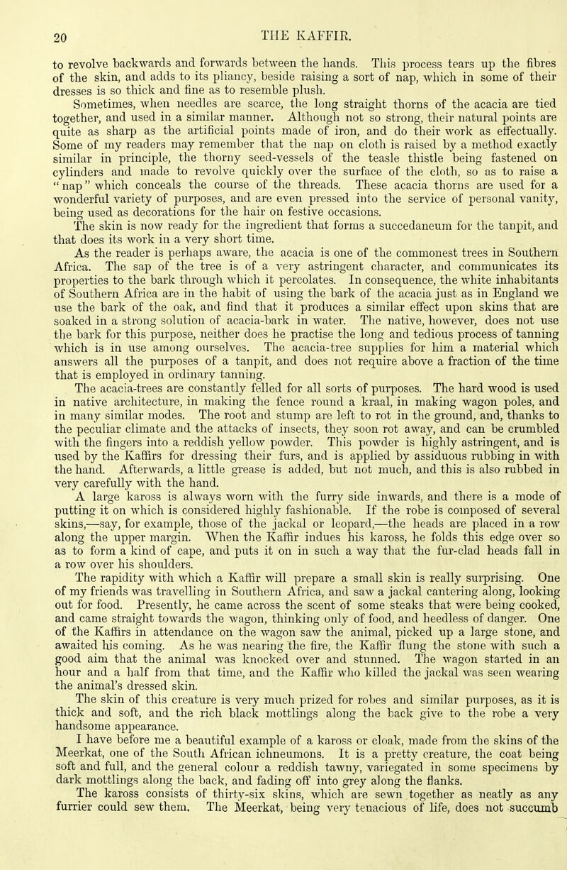 to revolve backwards and forwards between the hands. This process tears up the fibres of the skin, and adds to its pliancy, beside raising a sort of nap, which in some of their dresses is so thick and fine as to resemble plush. Sometimes, when needles are scarce, the long straight thorns of the acacia are tied together, and used in a similar manner. Although not so strong, their natural points are quite as sharp as the artificial points made of iron, and do their work as effectually. Some of my readers may remember that the nap on cloth is raised by a method exactly similar in principle, the thorny seed-vessels of the teasle thistle being fastened on cylinders and made to revolve quickly over the surface of the cloth, so as to raise a  nap which conceals the course of the threads. These acacia thorns are used for a wonderful variety of purposes, and are even pressed into the service of personal vanity, being used as decorations for the hair on festive occasions. The skin is now ready for the ingredient that forms a succedaneum for the tanpit, and that does its work in a very short time. As the reader is perhaps aware, the acacia is one of the commonest trees in Southern Africa. The sap of the tree is of a very astringent character, and communicates its properties to the bark through which it percolates. In consequence, the white inhabitants of Southern Africa are in the habit of using the bark of the acacia just as in England we use the bark of the oak, and find that it produces a similar effect upon skins that are soaked in a strong solution of acacia-bark in water. The native, however, does not use the bark for this purpose, neither does he practise the long and tedious process of tanning which is in use among oiirselves. The acacia-tree supplies for him a material which answers all the purposes of a tanpit, and does not require above a fraction of the time that is employed in ordinary tanning. The acacia-trees are constantly felled for all sorts of purposes. The hard wood is used in native architecture, in making the fence round a kraal, in making wagon poles, and in many similar modes. The root and stump are left to rot in the ground, and, thanks to the peculiar climate and the attacks of insects, they soon rot away, and can be crumbled with the fingers into a reddish yellow powder. This powder is highly astringent, and is used by the Kaffirs for dressing their furs, and is applied by assiduous rubbing in with the hand. Afterwards, a little grease is added, but not much, and this is also rubbed in very carefully with the hand. A large kaross is always worn with the furry side inwards, and there is a mode of putting it on which is considered highly fashionable. If the robe is composed of several skins,—say, for example, those of the jackal or leopard,—the heads are placed in a row along the upper margin. When the Kathr indues his kaross, he folds this edge over so as to form a kind of cape, and puts it on in such a way that the fur-clad heads fall in a row over his shoulders. The rapidity with which a Kaffir will prepare a small skin is really surprising. One of my friends was travelling in Southern Africa., and saw a jackal cantering along, looking out for food. Presently, he came across the scent of some steaks that were being cooked, and came straight towards the wagon, thinking only of food, and heedless of danger. One of the Kaffirs in attendance on the wagon saw the animal, picked up a large stone, and awaited his coming. As he was nearing the fire, the Kaffir flung the stone with such a good aim that the animal was knocked over and stunned. The wagon started in an hour and a half from that time, and the Kaffir who killed the jackal was seen wearing the animal's dressed skin. The skin of this creature is very much prized for robes and similar pui'poses, as it is thick and soft, and the rich black mottlings along the back give to the robe a very handsome appearance. I have before me a beautiful example of a kaross or cloak, made from the skins of the Meerkat, one of the South African ichneumons. It is a pretty creature, the coat being soft and full, and the general colour a reddish tawny, variegated in some specimens by dark mottlings along the back, and fading off into grey along the flanks. The kaross consists of thirty-six skins, which are sewn together as neatly as any furrier could sew them. The Meerkat, being very tenacious of life, does not succumb
