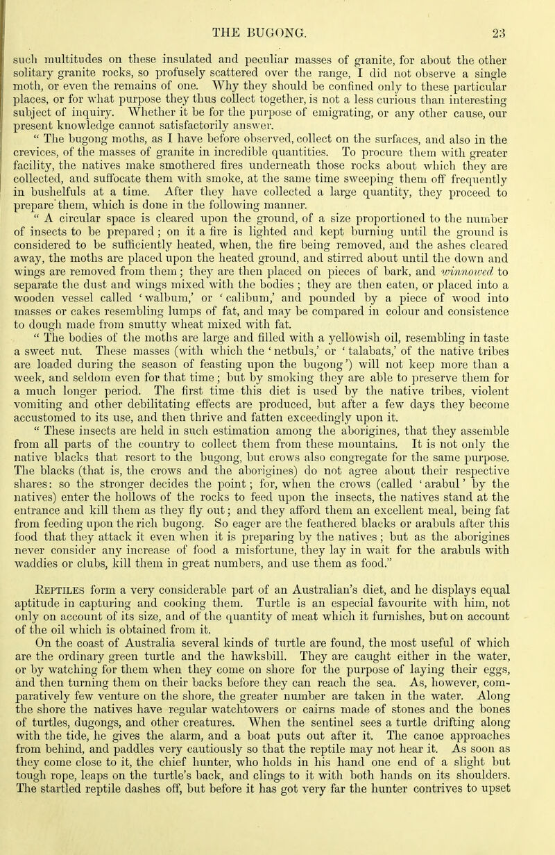 sucli multitudes on these insulated and peculiar masses of granite, for about tlie other solitary granite rocks, so profusely scattered over the range, I did not observe a single moth, or even the remains of one. Why they should be confined only to these particular places, or for what purpose they thus collect together, is not a less curious than interesting subject of inquiry. Whether it be for the purpose of emigrating, or any other cause, our present knowledge cannot satisfactorily answer.  The bugong moths, as I have before observed, collect on the surfaces, and also in the crevices, of the masses of granite in incredible quantities. To procure them with greater facility, the natives make smothered fires underneath those rocks about which they are collected, and suffocate them with smoke, at the same time sweeping them off frequently in bushelfuls at a time. After they have collected a large quantity, they proceed to prepare them, which is done in the following manner.  A circular space is cleared upon the ground, of a size proportioned to the number of insects to be prepared ; on it a fire is lighted and kept burning until the ground is considered to be sufficiently heated, when, the fire being removed, and the ashes cleared away, the moths are placed upon the heated ground, and stirred about vintil the down and wings are removed from them; they are then placed on pieces of bark, and vnnnowccl to separate the dust and wings mixed with the bodies ; they are then eaten, or placed into a wooden vessel called ' walbum,' or ' calibum,' and pounded by a piece of wood into masses or cakes resembling lumps of fat, and may be compared in colour and consistence to dough made from smutty wheat mixed with fat.  The bodies of the moths are large and filled with a yellowish oil, resembling in taste a sweet nut. These masses (with which the 'netbuls,' or ' talabats,' of the native tribes are loaded during the season of feasting upon the bugong') will not keep more than a week, and seldom even for that time; but by smoking they are able to preserve them for a much longer period. The first time this diet is used by the native tribes, violeut vomiting and other debilitating effects are produced, but after a few days they become accustomed to its use, and then thrive and fatten exceedingly upon it.  These insects are held in such estimation among the aborigines, that they assemble from all parts of the country to collect them from these mountains. It is not only the native blacks that resort to the bugong, but crows also congregate for the same purpose. The blacks (that is, the crows and the aborigines) do not agree about their respective shares: so the stronger decides the point; for, when the crows (called ' arabul' by the natives) enter the hollows of the rocks to feed upon the insects, the natives stand at the entrance and kill them as they fly out; and they afford them an excellent meal, being fat from feeding upon the rich bugong. So eager are the feathered blacks or arabuls after this food that they attack it even when it is preparing by the natives ; but as the aborigines never consider any increase of food a misfortune, they lay in wait for the arabuls with waddies or clubs, kill them in great numbers, and use them as food. Eeptiles form a very considerable part of an Australian's diet, and he displays equal aptitude in capturing and cooking them. Turtle is an especial favourite with him, not only on account of its size, and of the quantity of meat which it furnishes, but on account of the oil which is obtained from it. On the coast of Australia several kinds of turtle are found, the most useful of which are the ordinary green turtle and the hawksbill. They are caught either in the water, or by watching for them when they come on shore for the purpose of laying their eggs, and then turning them on their backs before they can reach the sea. As, however, com- paratively few venture on the shore, the greater number are taken in the water. Along the shore the natives have regular watchtowers or cairns made of stones and the bones of turtles, dugongs, and other creatures. When the sentinel sees a turtle drifting along with the tide, he gives the alarm, and a boat puts out after it. The canoe approaches from behind, and paddles very cautiously so that the reptile may not hear it. As soon as they come close to it, the chief hunter, who holds in his hand one end of a slight but tough rope, leaps on the turtle's back, and clings to it with both hands on its shoulders. The startled reptile dashes off, but before it has got very far the hunter contrives to upset
