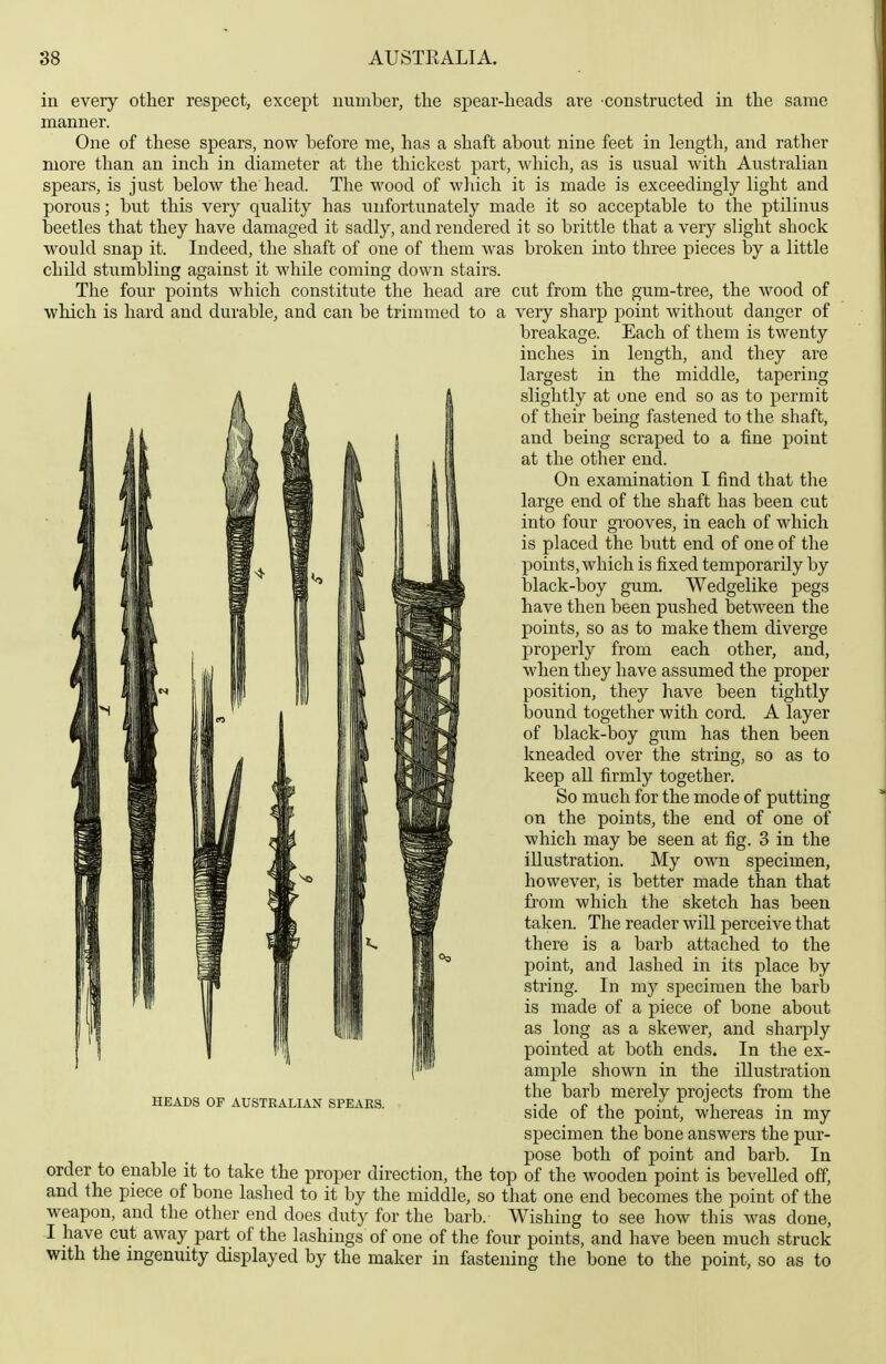 in every other respect, except number, the spear-heads are -constructed in the same manner. One of these spears, now before me, has a shaft about nine feet in length, and rather more than an inch in diameter at the thickest part, which, as is usual with Australian spears, is just below the head. The wood of which it is made is exceedingly light and porous; but this very quality has unfortunately made it so acceptable to the ptilinus beetles that they have damaged it sadly, and rendered it so brittle that a very slight shock would snap it. Indeed, the shaft of one of them was broken into three pieces by a little child stumbling against it while coming down stairs. The four points which constitute the head are cut from the gum-tree, the wood of which is hard and durable, and can be trimmed to a very sharp point without danger of breakage. Each of them is twenty inches in length, and they are largest in the middle, tapering slightly at one end so as to permit of their being fastened to the shaft, and being scraped to a fine point at the other end. On examination I find that the large end of the shaft has been cut into four grooves, in each of which is placed the butt end of one of the points, which is fixed temporarily by black-boy gum. Wedgelike pegs have then been pushed between the points, so as to make them diverge properly from each other, and, when they have assumed the proper position, they liave been tightly bound together with cord. A layer of black-boy gum has then been kneaded over the string, so as to keep all firmly together. So much for the mode of putting on the points, the end of one of which may be seen at fig. 3 in the illustration. My own specimen, however, is better made than that fi'om which the sketch has been taken. The reader will perceive that there is a barb attached to the point, and lashed in its place by string. In my specimen the barb is made of a piece of bone about as long as a skewer, and sharply pointed at both ends. In the ex- ample shown in the illustration the barb merely projects from the side of the point, whereas in my specimen the bone answers the pur- pose both of point and barb. In order to enable it to take the proper direction, the top of the wooden point is bevelled off, and the piece of bone lashed to it by the middle, so that one end becomes the point of the weapon, and the other end does duty for the barb. Wishing to see how this was done, I have cut away part of the lashings of one of the four points, and have been much struck with the ingenuity displayed by the maker in fastening the bone to the point, so as to HEADS OP AUSTRALIAN SPEARS.