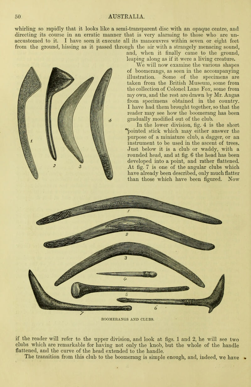 whirling so rapidly that it looks like a semi-transparent disc with an opaque centre, and directing its course in an erratic manner that is very alarming to those who are un- accustomed to it. I have seen it execute all its manoeuvres within seven or eight feet from the ground, hissing as it passed through the air with a strangely menacing sound, and, when it finally came to the ground, leaping along as if it were a living creature. VV e will now examuae the various shapes of boomerangs, as seen in the accompanying illustration. Some of the specimens are taken from the British Museum, some from the collection of Colonel Lane Fox, some from my own, and the rest are drawn by Mr. Angas from specimens obtained in the country. I have had them brought together, so that the reader may see how the boomerang has been gTadually modified out of the club. In the lower division, fig. 4 is the short pointed stick which may either answer the purpose of a miniature club, a dagger, or an instrument to be used in the ascent of trees. Just below it is a club or waddy, with a rounded head, and at fig. 6 the head has been developed into a point, and rather flattened. At fig. 7 is one of the angular clubs which have already been described, only much flatter than those which have been figured. Now if the reader wUl refer to the upper division, and look at figs. 1 and 2, he will see two clubs which are remarkable for having not only the knob, but the whole of the handle flattened, and the curve of the head extended to the handle. The transition from this club to the boomerang is simple enough, and, indeed, we have »