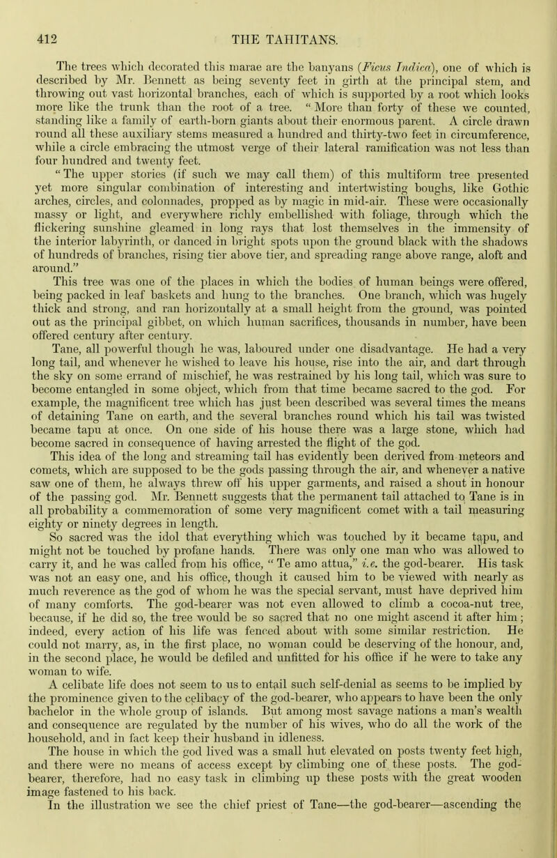 The trees which decorated this niarae are the banyans {Ficus Indica), one of which is described by Mr. Bennett as being seventy feet in girth at the principal stem, and throwing out vast horizontal bi'anches, each of which is supported by a root which looks more like the trunk than the root of a tree.  More than forty of these we counted, standing like a family of earth-born giants about their enormous parent. A circle drawn round all these auxiliary stems measured a hundred and thirty-two feet in circumference, while a circle embracing the utmost verge of their lateral ramification was not less than four hundred and twenty feet. The upper stories (if such we may call them) of this multiform tree presented yet more singular combination of interesting and intertwisting boughs, like Gothic arches, circles, and colonnades, propped as by magic in mid-air. These were occasionally massy or light, and everywhere richly embellished with foliage, through which the flickering sunshine gleamed in long rays that lost themselves in the immensity of the interior labyrinth, or danced in bright spots upon the ground black with the shadows of hundreds of branches, rising tier above tier, and spreading range above range, aloft and around. This tree was one of the places in which the bodies of human beings were offered, being packed in leaf baskets and hung to the branches. One branch, which was hugely thick and strong, and ran horizontally at a small height from the ground, Avas pointed out as the princijjal gibbet, on which human sacrifices, thousands in number, have been offered century after century. Tane, all powerful though he was, laboured under one disadvantage. He had a very long tail, and whenever he wished to leave his house, rise into the air, and dart through the sky on some errand of mischief, he was restrained by his long tail, which was sure to become entangled in some object, which from that time became sacred to the god. For example, the magnificent tree which has just been described was several times the means of detaining Tane on earth, and the several branches round which his tail was twisted became tapu at once. On one side of his house there was a large stone, which had become sacred in consequence of having arrested the flight of the god. This idea of the long and streaming tail has evidently been derived from meteors and comets, which are supposed to be the gods passing through the air, and whenever a native saw one of them, he always threw off' his upper garments, and raised a shout in honour of the passing god. Mr. Bennett suggests that the permanent tail attached to Tane is in all probability a commemoration of some very magnificent comet with a tail measuring eighty or ninety degrees in length. So sacred was the idol that everything which was touched by it became tfipu, and might not be touched by profane hands. There was only one man who was allowed to carry it, and he was called from his office,  Te amo attua, i.e. the god-bearer. His task was not an easy one, and his office, though it caused him to be viewed with nearly as much reverence as the god of whom he was the special servant, must have deprived him of many comforts. The god-bearer was not even allowed to climb a cocoa-nut tree, because, if he did so, the tree would be so sacred that no one might ascend it after him; indeed, every action of his life was fenced about with some similar restriction. He could not marry, as, in the first place, no woman could be deserving of the honour, and, in the second place, he would be defiled and unfitted for his office if he were to take any woman to wife. A celibate life does not seem to us to entfiil such self-denial as seems to be implied by the prominence given to the celibacy of the god-bearer, who appears to have been the only bachelor in the whole group of islands. But among most savage nations a man's wealth and consequence are regulated by the number of his wives, who do all the work of the household, and in fact keep their husband in idleness. The house in which the god lived was a small hut elevated on posts twenty feet high, and there were no means of access except by climbing one of these posts. The god- bearer, therefore, had no easy task in climbing up these posts with the great wooden image fastened to his back. In the illustration we see the chief priest of Tane—the god-bearer—ascending the