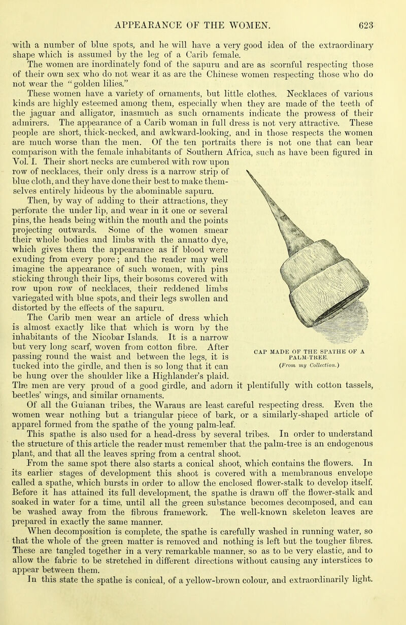 witli a number of blue spots, and he will have a very good idea of the extraordinary shape which is assumed by the leg of a Carib female. The women are inordinately fond of the sapuru and are as scornful respecting those of their own sex who do not wear it as are the Chinese women respecting those who do not wear the  golden lilies. These women have a variety of ornaments, but little clothes. Necklaces of various kinds are highly esteemed among them, especially when they are made of the teeth of the jaguar and alligator, inasmuch as such ornaments indicate the prowess of their admirers. The appearance of a Carib woman in full dress is not very attractive. These people are short, thick-necked, and awkward-looking, and in those respects the women are much worse than the men. Of the ten portraits there is not one that can bear comparison with the female inhabitants of Southern Africa, such as have been figured in Vol. I. Their short necks are cumbered with row upon row of necklaces, their only dress is a narrow strip of blue cloth, and they have done their best to make them- selves entirely hideous by the abominable sapuru. Then, by way of adding to their attractions, they perforate the under lip, and wear in it one or several pins, the heads being within the mouth and the points projecting outwards. Some of the women smear their whole bodies and limbs with the annatto dye, which gives them the appearance as if blood w^ere exuding from every pore; and the reader may well imagine the appearance of such women, with pins sticking through their lips, their bosoms covered with row upon row of necklaces, their reddened limbs variegated with blue spots, and their legs swollen and distorted by the effects of the sapuru. The Carib men wear an article of dress which is almost exactly like that which is worn by the inhabitants of the Nicobar Islands. It is a narrow but very long scarf, woven from cotton fibre. After passing round the waist and between the legs, it is tucked into the girdle, and then is so long that it can be hung over the shoulder like a Highlander's plaid. The men are very proud of a good girdle, and adorn it plentifully with cotton tasseis, beetles' wings, and similar ornaments. Of all the Guianan tribes, the Waraus are least careful respecting dress. Even the women wear nothing but a triangular piece of bark, or a similarly-shaped article of apparel formed from the spathe of the young palm-leaf This spathe is also used for a head-dress by several tribes. In order to understand the structure of this article the reader must remember that the palm-tree is an endogenous plant, and that all the leaves spring from a central shoot. From the same spot there also starts a conical shoot, which contains the flowers. In its earlier stages of development this shoot is covered with a membranous envelope called a spathe, which bursts in order to allow the enclosed flower-stalk to develop itself Before it has attained its full development, the spathe is drawn off the flower-stalk and soaked in water for a time, until all the green substance becomes decomposed, and can be washed away from the fibrous framework. The well-known skeleton leaves are prepared in exactly the same manner. When decomposition is complete, the spathe is carefully washed in running water, so that the whole of the green matter is removed and nothing is left but the tougher fibres. These are tangled together in a very remarkable manner, so as to be very elastic, and to allow the fabric to be stretched in different directions without causing any interstices to appear between them. In this state the spathe is conical, of a yellow-brown colour, and extraordinarily light. CAP MADE OF THE SPATHE OF A PALM-TKEB. (From, my Collection.)