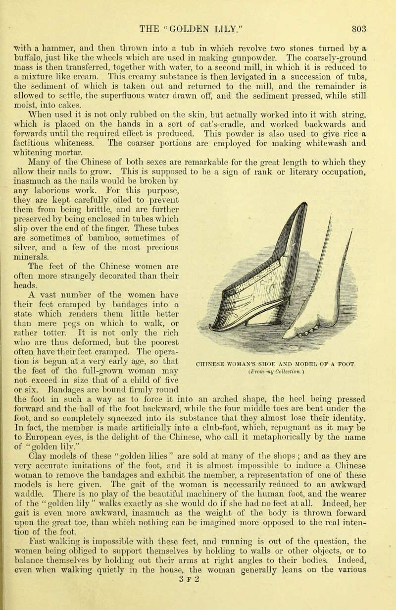 with a hammer, and then thrown into a tub in which revolve two stones turned by a buffalo, just like the wheels which are used in making gunpowder'. The coarsely-ground mass is then transferred, together with water, to a second mill, in which it is reduced to a mixture like cream. This creamy substance is then levigated in a succession of tubs, the sediment of which is taken out and returned to the mill, and the remainder is allowed to settle, the superfluous water drawn off, and the sediment pressed, while still moist, into cakes. When used it is not only rubbed on the skin, but actually worked into it with string, which is placed on the hands in a sort of cat's-cradle, and worked backwards and forwards until the required effect is produced. This powder is also used to give rice a factitious whiteness. The coarser portions are employed for making whitewash and whitening mortar. Many of the Chinese of both sexes are remarkable for the great length to which they allow their nails to grow. This is supposed to be a sign of rank or literary occupation, inasmuch as the nails would be broken by any laborious work. For this purpose, they are kept carefully oiled to prevent them from being brittle, and are further preserved by being enclosed in tubes which slip over the end of the finger. These tubes are sometimes of bamboo, sometimes of silver, and a few of the most precious minerals. The feet of the Chinese women are often more strangely decorated than their heads. A vast number of the women have their feet cramped by bandages into a state which renders them little better than mere pegs on which to walk, or rather totter. It is not only the rich who are thus deformed, but the poorest often have their feet cramped. The opera- tion is begun at a very eaiiy age, so that Chinese woman's shoe and model of a foot. the feet of the full-grown woman may (From my collection.) not exceed in size that of a child of five or six. Bandages are bound firmly round the foot in such a way as to force it into an arched shape, the heel being pressed forward and the ball of the foot backward, while the four middle toes are bent under the foot, and so completely squeezed into its substance that they almost lose their identity. In fact, the member is made artificially into a club-foot, which, repugnant as it may be to European eyes, is the delight of the Chinese, who call it metaphorically by the name of golden lily. Clay models of these golden lilies are sold at many of the shops ; and as they are very accurate imitations of the foot, and it is almost impossible to induce a Chinese woman to remove the bandages and exhibit the member, a representation of one of these models is here given. The gait of the woman is necessarily reduced to an awkward waddle. There is no play of the beautiful machinery of the human foot, and the wearer of the golden lily  walks exactly as she would do if she had no feet at all. Indeed, her gait is even more awkward, inasmuch as the weight of the body is thrown forward upon the great toe, than which nothing can be imagined more opposed to the real inten- tion of the foot. Fast walking is impossible with these feet, and running is out of the question, the women being obliged to support theniselves by holding to walls or other objects, or to balance themselves by holding out their arms at right angles to their bodies. Indeed, even when walking quietly in the house, the woman generally leans on the various 3 F 2