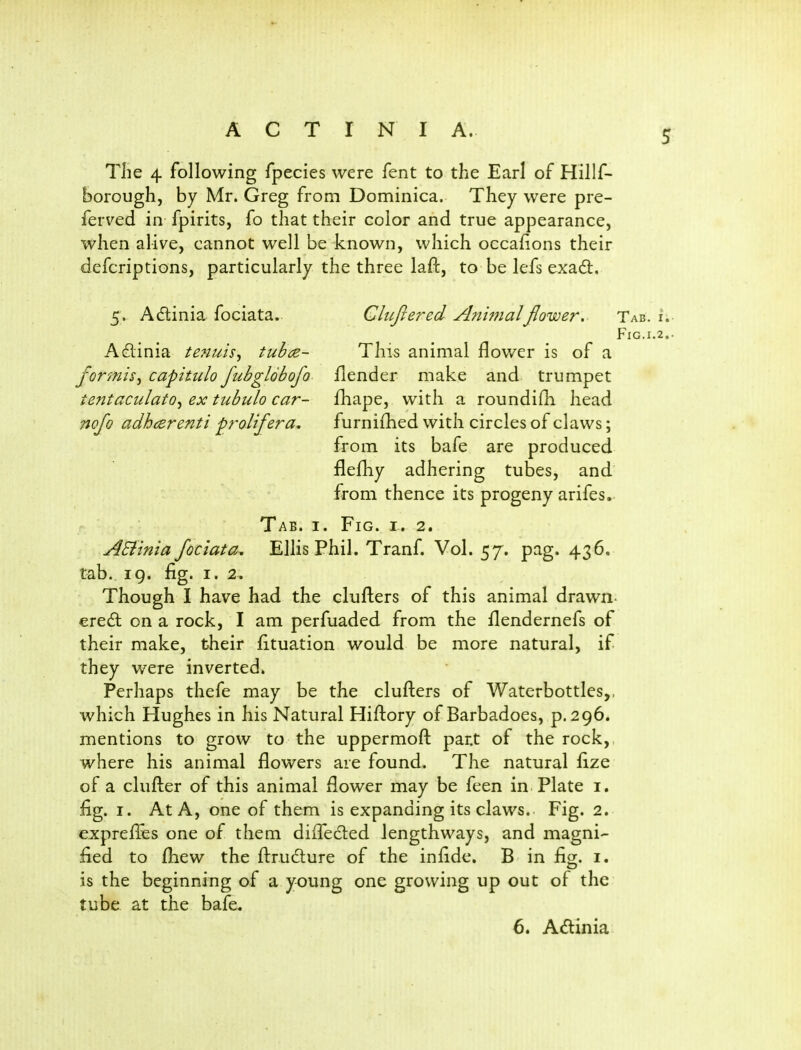 ACTINIA. 5 The 4 following fpecies were Tent to the Earl of Hillf- borough, by Mr. Greg from Dominica. They were pre- ferved in fpirits, fo that their color and true appearance, when alive, cannot well be known, which occafions their defcriptions, particularly the three laft, to be lefs exadl. 5. Adlinia fociata.. CliLftered Jhiwialflower. Tab. i.- Fig.1.2.. A£linia tenuis^ tubce- This animal flower is of a fortnisy capitulo fubglobofo flender make and trumpet tentaculato^ ex tubulo car- fhape, with a roundifK head nojo adhcsrenti prolifera, furni£hed with circles of claws; from its bafe are produced flefliy adhering tubes, and from thence its progeny arifes.. Tab. I. Fig. i. 2. ASttnia fociata, Ellis Phil. Tranf. Vol. 57. pag. 436. tab. ig. fig. I. 2. Though I have had the clufters of this animal drawn- eredl on a rock, I am perfuaded from the flendernefs of their make, their fituation would be more natural, if they were inverted. Perhaps thefe may be the clufters of Waterbottles,. which Hughes in his Natural Hiftory of Barbadoes, p. 296. mentions to grow to the uppermoft part of the rock,, where his animal flowers are found. The natural fize of a cluflier of this animal flower may be feen in Plate i. fig. I. At A, one of them is expanding its claws.. Fig. 2. expreffes one of them difl^edled lengthways, and magni- fied to fliew the fl:ru6lure of the infide. B in fig. i. is the beginning of a young one growing up out of the tube, at the bafe.
