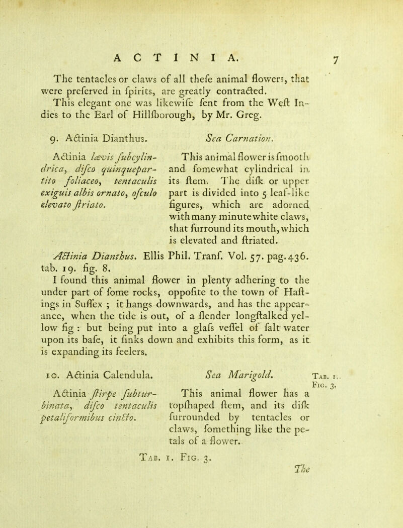 The tentacles or claws of all thefe animal flowers, that were preferved in fpirits, are greatly contradled. This elegant one was likewife fent from the Weft In- dies to the Earl of Hillfborough, by Mr. Greg. 9. Adinia Dianthus. A^linia lisvis fubcylin- drical difco quiytquepar- tito foliaceo^ tentaculis exiguis albis ornato^ ofculo elevato Jiriato, Sea Carnatio?i, This animal flower is fmooth and fomewhat cylindrical \i\ its ftem. 1 he difk or upper part is divided into 5 leaf-like figures, which are adorned with many minute white claws, that furround its mouth, which is elevated and ftriated. ABinia Dianthus. Ellis Phil. Tranf. Vol. 57. pag.436. tab. 19. fig. 8. I found this animal flower in plenty adhering to the under part of fomc rocks, oppofite to the town of Haft- ings in SufTex ; it hangs downwards, and has the appear- ance, when the tide is out, of a flender longflalked yel- low fig : but being put into a glafs vefi'el of fait water upon its bafe, it finks down and exhibits this form, as it- is expanding its feelers. 10. Actinia Calendula, KSaxii^ Jlirpe fubttir- binata^. difco tentaculis petaliformibus ci7iElo. Sea Marigold, This animal flower has a topfliaped ftem, and its di/k furrounded by tentacles or claws, fomething like the pe- tals of a flower.. Tab. r = Fig. 3. Tab. I. Fig. 3. -The