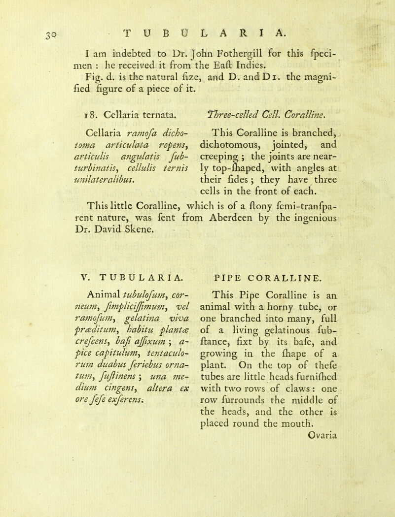 I am indebted to Dr. John Fothergill for this fpeci- men : he received it from the Eafi: Indies. Fig. d. is the natural fize, and D. and D i. the magni- fied figure of a piece of it. Three-celled Cell. Coralline, This Coralline is branched,, dichotomous, jointed, and creeping ; the joints are near- ly top-fliaped, with angles at their fides; they have three cells in the front of each. This little Coralline, which is of a flony femi-tranfpa- rent nature, was fent from Aberdeen by the ingenious Dr. David Skene. 18. Cellaria ternata. Cellaria ramofa dicho- toma articulata repens^ urticulis angulatis fub- turbtnatis, cellulis terjiis unilateralibus. V. TUBULAR! A. Animal tubulofum^ cor- neu?ny fimpUciJfimum^ vel ramofiim^ gelatma viva frceditu7n^ habitu plantcs crefcens^ baji ajjixum ; a- pice capitulum^ tentaculo- rwn duabus feriebus orna- tum^ fujlinens ; U77a me- diu7n cingens^ altera ex ore fefe exferensi PIPE CORALLINE. This Pipe Coralline is an animal with a horny tube, or one branched into many, full of a living gelatinous fub- flance, fixt by its bafe, and growing in the fhape of a plant. On the top of thefe tubes are little heads furnifhed with two rows of claws : one row furrounds the middle of the heads, and the other is placed round the mouth. Ovaria