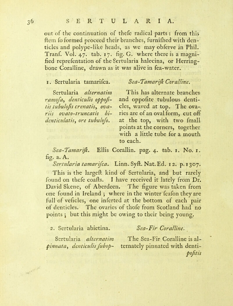 out of the continuation of thefe radical parts: from this ftem fo formed proceed their branches, furnillied with den- ticles and polype-like heads, as we may obferve in Phil. Tranf. Vol. 47. tab. 17. fig. G. where there is a magni- fied reprefentation of the Sertularia halecina, or Herring- bone Coralline, drawn as it was alive in fea-water. I. Sertularia tamarifca. Sertularia altematim ramofay denticulis oppoji- tis tubulofis crenatisy ova- riis ovato-truncatis bi- denticulatisy ore tubidofo. Sea-'TamariJk Coralline. This has alternate branches and oppofite tubulous denti- cles, waved at top. The ova- ries are of an oval form, cut off at the top, with two fmall points at the corners, together with a little tube for a mouth to each. Sea-Tamarifi, Ellis Corallin. pag. 4. tab. i. No. i. fig. a. A. Sertularia tamarifca. Linn. Syft. Nat. Ed. 12. p. 1307. This is the largeft kind of Sertularia, and but rarely found on thefe coafts. J have received it lately from Dr. David Skene, of Aberdeen. The figure was taken from one found in Ireland ; where in the winter feafon they are full of veficles, one inferted at the bottom of each pair of denticles. The ovaries of thofe from Scotland had no points \ but this might be owing to their being young. 2. Sertularia abietina.. Sertularia alternatim finnata^ denticulisfubop- Sea-Fir Coralline.^ The Sea-Fir Coralline is al- ternately pinnated with denti- pofitis