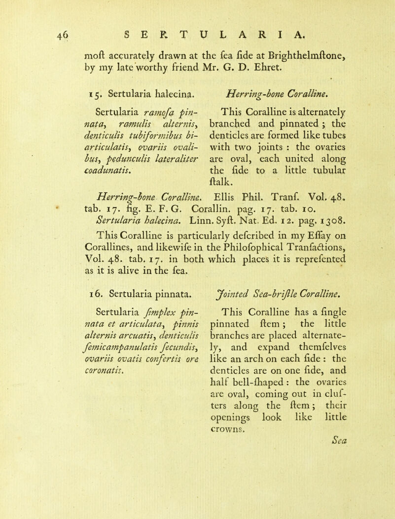 moft accurately drawn at the fea fide at Brighthelmftone, by my late worthy friend Mr. G. D. Ehret. 15, Sertularia halecina. Herring-bone Coralline* Sertularia rmnofa pi?i- This Coralline is alternately nata^ ramulis alter?2isy branched and pinnated; the denticulis tubiformibus bi- denticles are formed like tubes articulatis^ ovariis ovali- with two joints : the ovaries bus^ pedunculis lateraliter are oval, each united along ^oadunatis, the fide to a little tubular flalk. Herring-bo7ie Coralline, Ellis Phil. Tranf. Vol. 4.8, tab. 17. fig. E. F. G. Corallin. pag. 17. tab. 10. Sertularia halecina. Linn. Syft. Nat. Ed. 12. pag. 1308. This Coralline is particularly defcribed in my Effay on Corallines, and likev^ife in the Philofophical Tranfadions, Vol. 48. tab. 17. in both which places it is reprefented as it is alive in the fea. 16. Sertularia pinnata. Sertularia Jimplex pin- nata et articulata^ pinnis alternis arcuatis^ denticulis Jemicampa?mlatis fecundis^ ovariis ovatis confertis ore coronatis. yointed Sea-brijlle Coralline, This Coralline has a fingle pinnated ftem; the little branches are placed alternate- ly, and expand themfelves like an arch on each fide : the denticles are on one fide, and half bell-fhaped : the ovaries are oval, coming out in cluf- ters along the fiem; their openings look like little crowns.