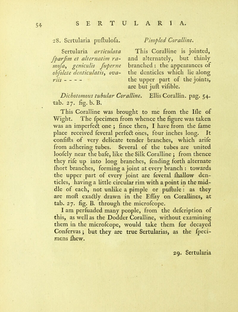 ,28. Sertularia puflulofa. Pimpled Coralline. Sertularia articulata This Coralline is jointedj fparjim et alternati7n ra- and alternately, but thinly mofa^ geniculis fupe7^7ie branched: the appearances of obfolete denticulatis^ ova- the denticles which lie along riis the upper part of the joints, are but juft vilible. Dichotomous tubular Coralline. Ellis Corallin. pag. 54. tab. 27. fig. b. B. This Coralline was brought to me from the Ifle of Wight. The fpecimen from whence the figure was taken was an imperfect one ; fince then, I have from the fame place received feveral perfect ones, four inches long. It confifts of very delicate tender branches, which arife from adhering tubes. Several of the tubes are united loofely near the bafe, like the Silk Coralline ; from thence they rife up into long branches, fending forth alternate fhort branches, forming a joint at every branch : towards the upper part of every joint are feveral fhallow den- ticles, having a little circular rim with a point in the mid- dle of each, not unlike a pimple or puflule : as they are moft exadly drawn in the Effay on Corallines, at tab. 27. fig. B. through the microfcope. I am perfuaded many people, from the defcription of this, as well as the Dodder Coralline, without examining them in the microfcope, would take them for decayed Confervas ; but they are true Sertularias, as the fpeci- mens fliew.